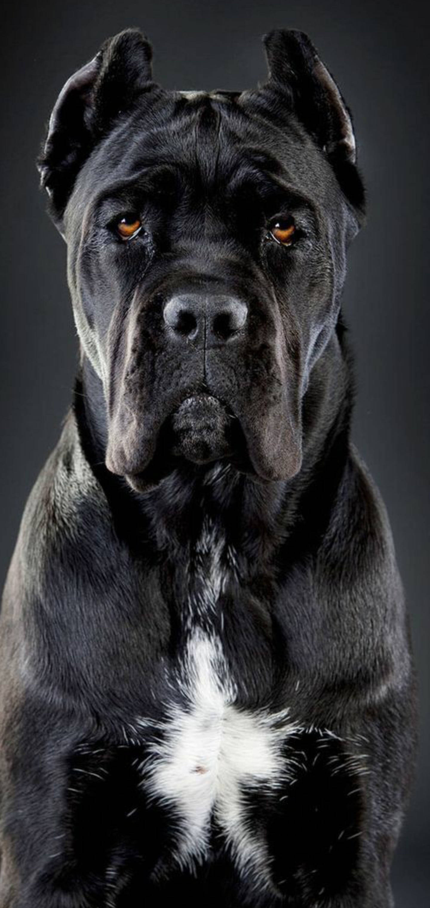 卡斯羅犬 桌布 壁紙 — 一隻威嚴的黑色卡斯羅犬，擁有琥珀色眼睛和白色胸部標記，在深灰色背景下專注地凝視。
