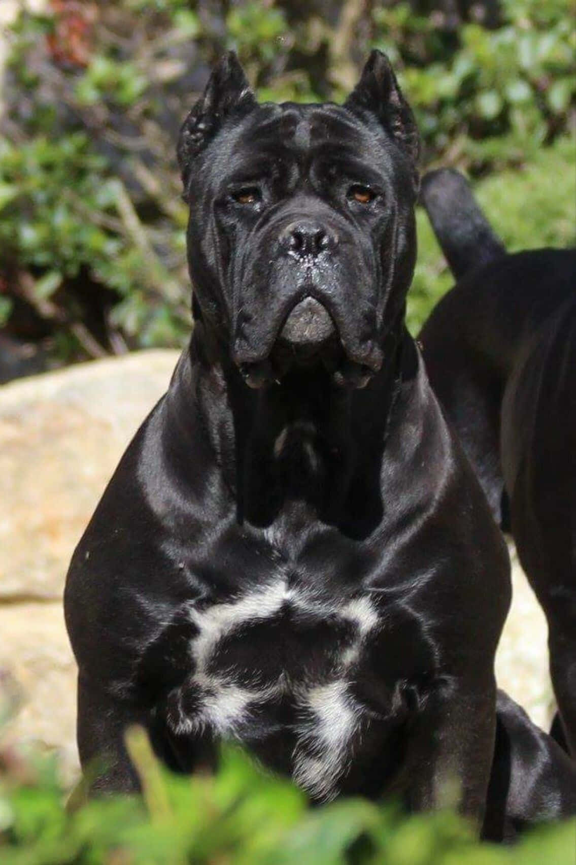 卡斯羅犬 桌布 壁紙 — 一隻威嚴的黑色卡斯羅犬，胸前有白色斑塊，警覺地坐在陽光普照的花園中，周圍環繞著綠色植物。