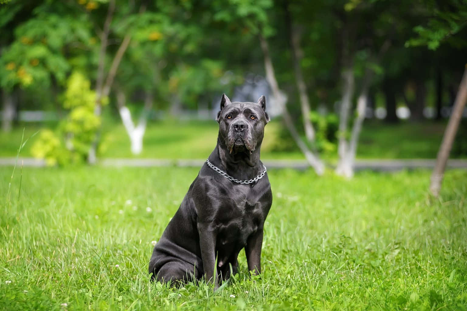 卡斯羅犬 桌布 壁紙 — 一隻威嚴的黑色卡斯羅犬警覺地坐在茂密公園中斑駁陽光下的鮮綠草地上。