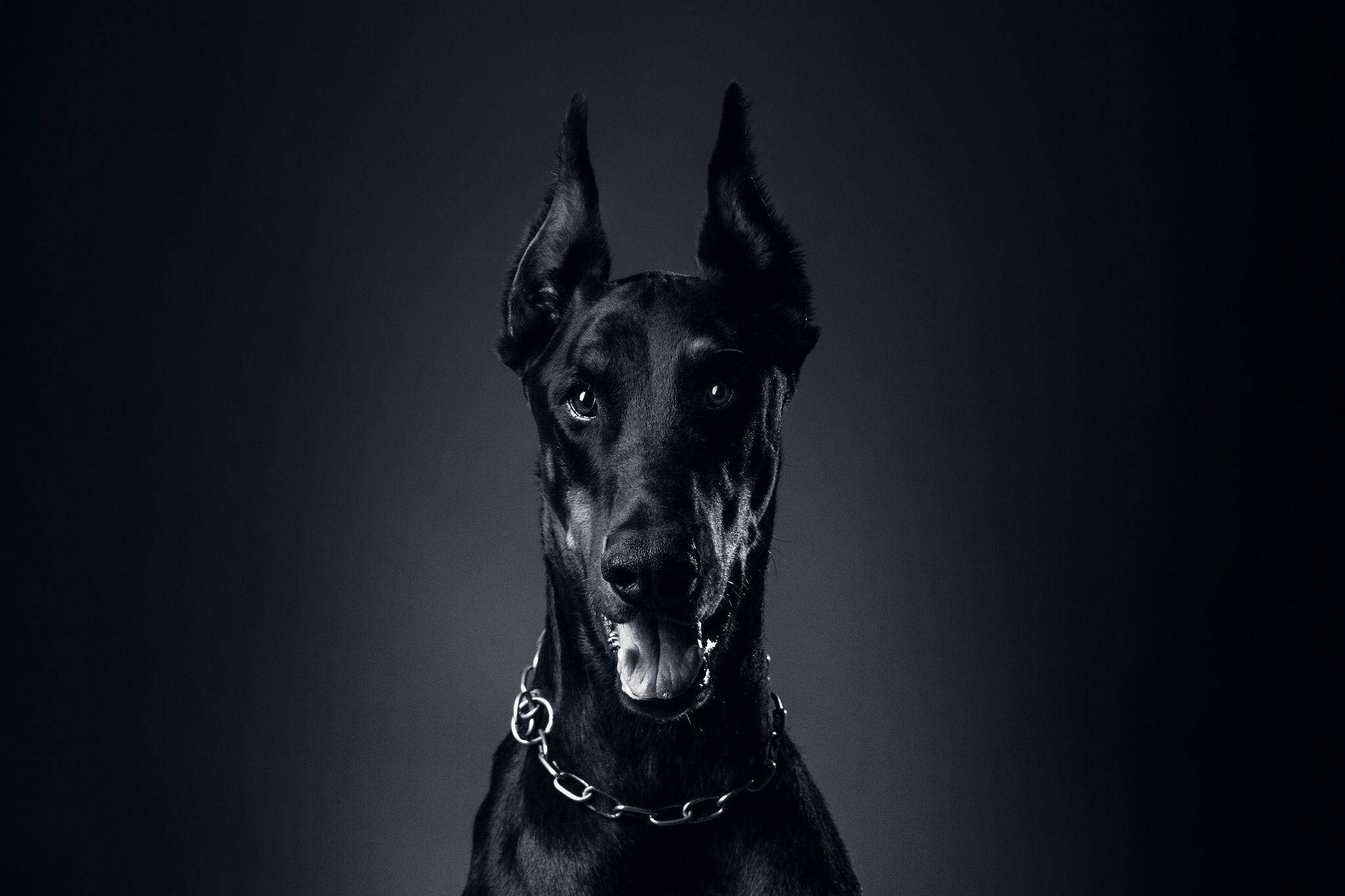 Dog Desktop 桌布 壁紙 — 一隻威嚴的黑色杜賓犬，豎起耳朵，戴著鏈條項圈，在深色漸變工作室背景前凝視著。