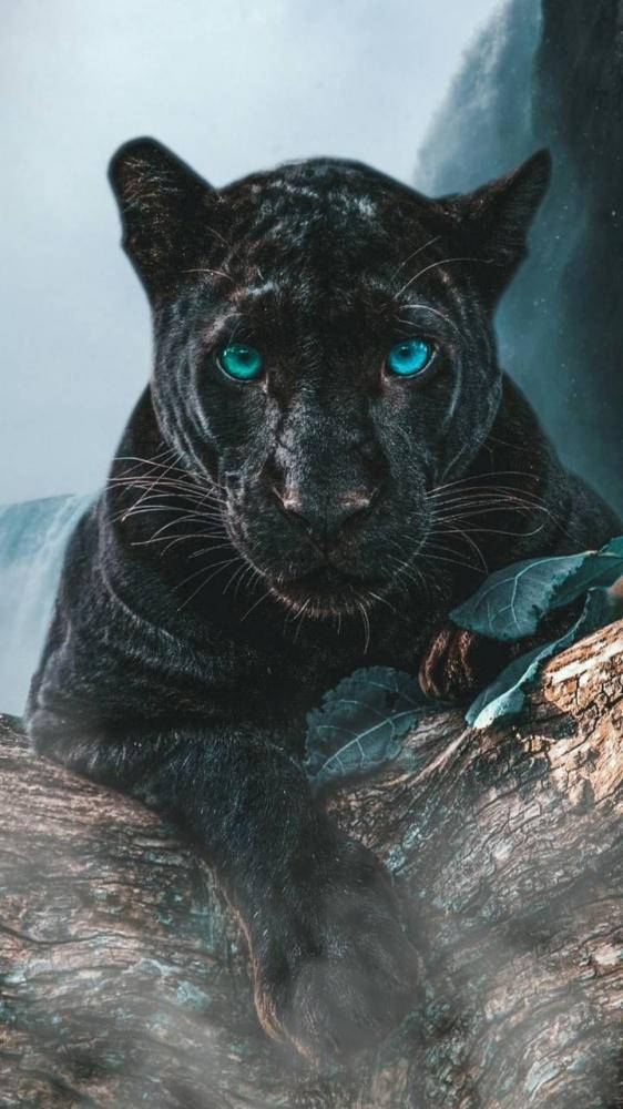 panther 桌布 壁紙 — 一隻威嚴的黑豹，擁有發光的藍色眼睛，在霧氣瀰漫的森林中休息在長滿苔蘚的木頭上，散發著野性的優雅。