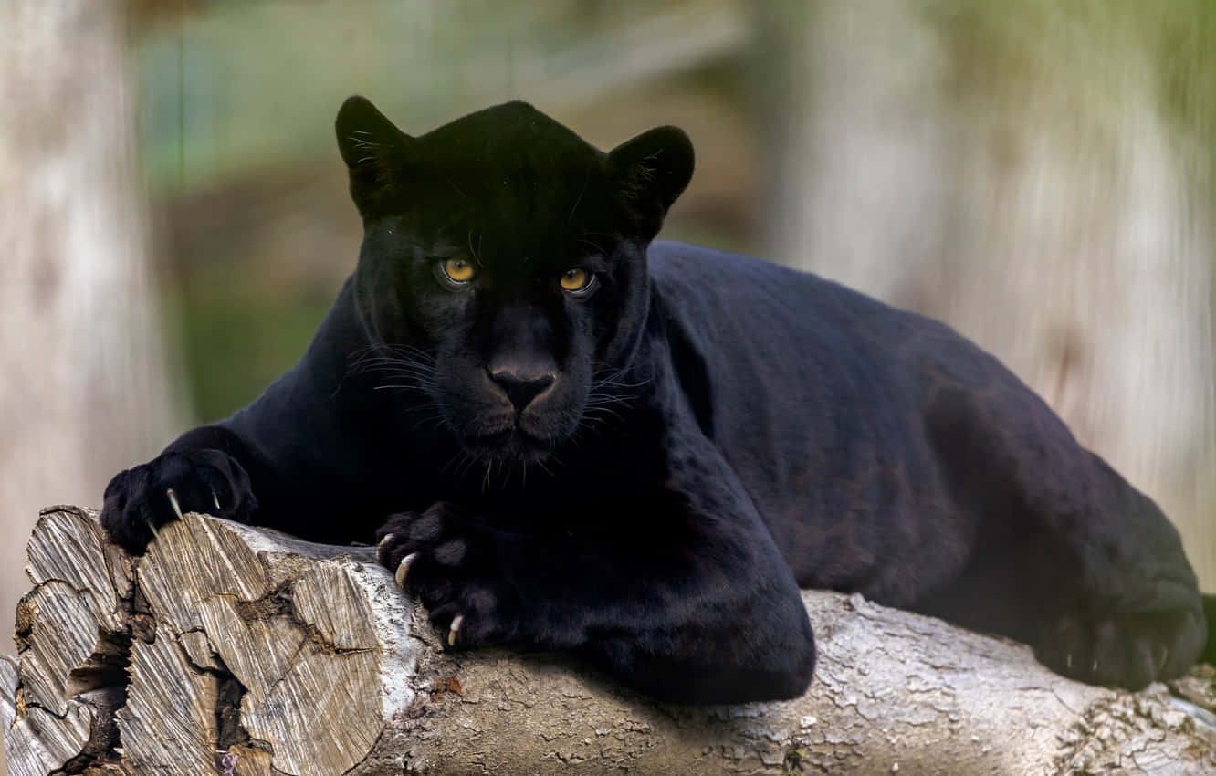 Cute Black Panther 桌布 壁紙 — 一隻威嚴的黑豹警覺地棲息在風化的木頭上，擁有銳利的金色眼睛。