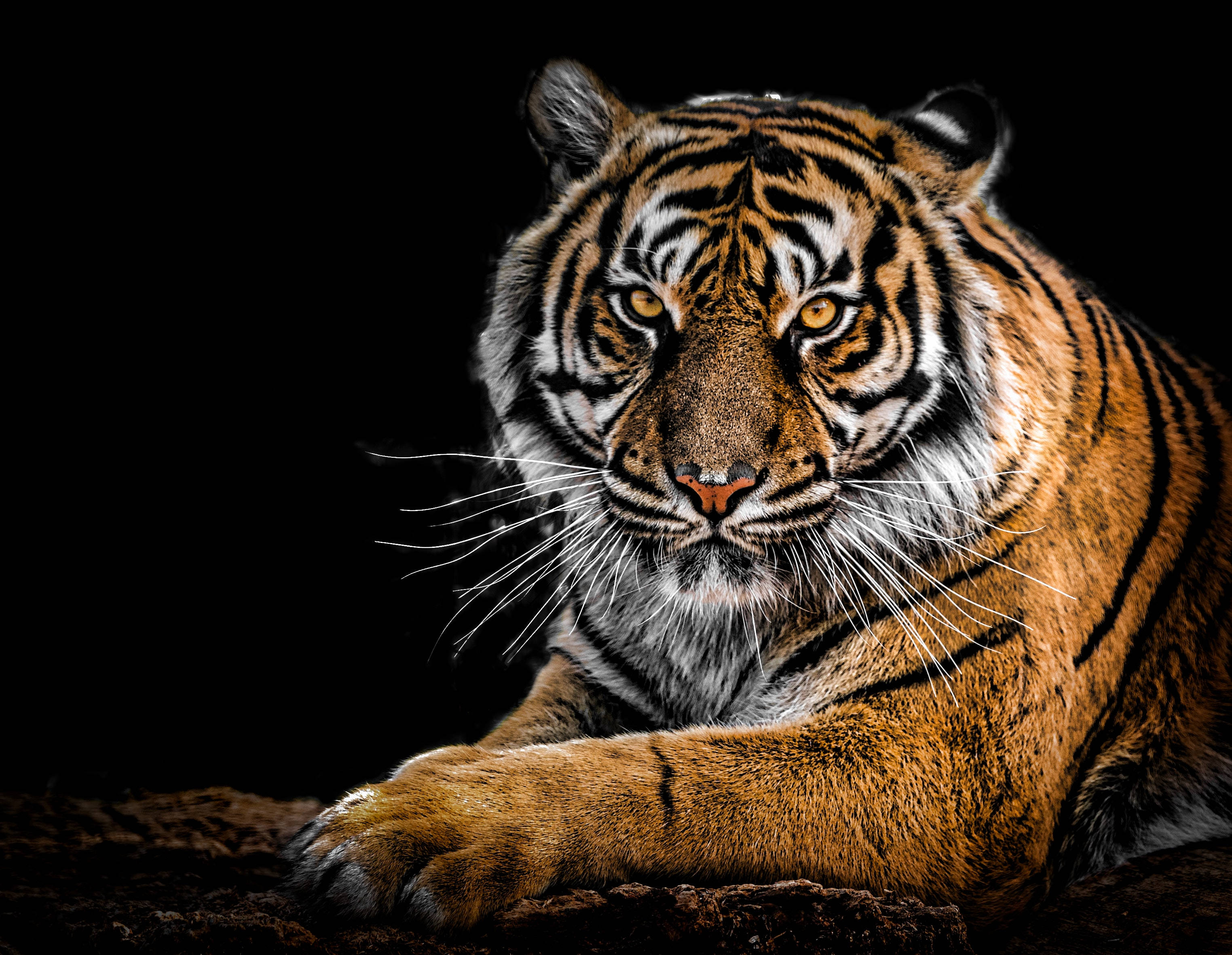 harimau 桌布 壁紙 — 一隻威猛的老虎，擁有金色的眼睛和鮮明的條紋，在純黑色背景上凝視著。