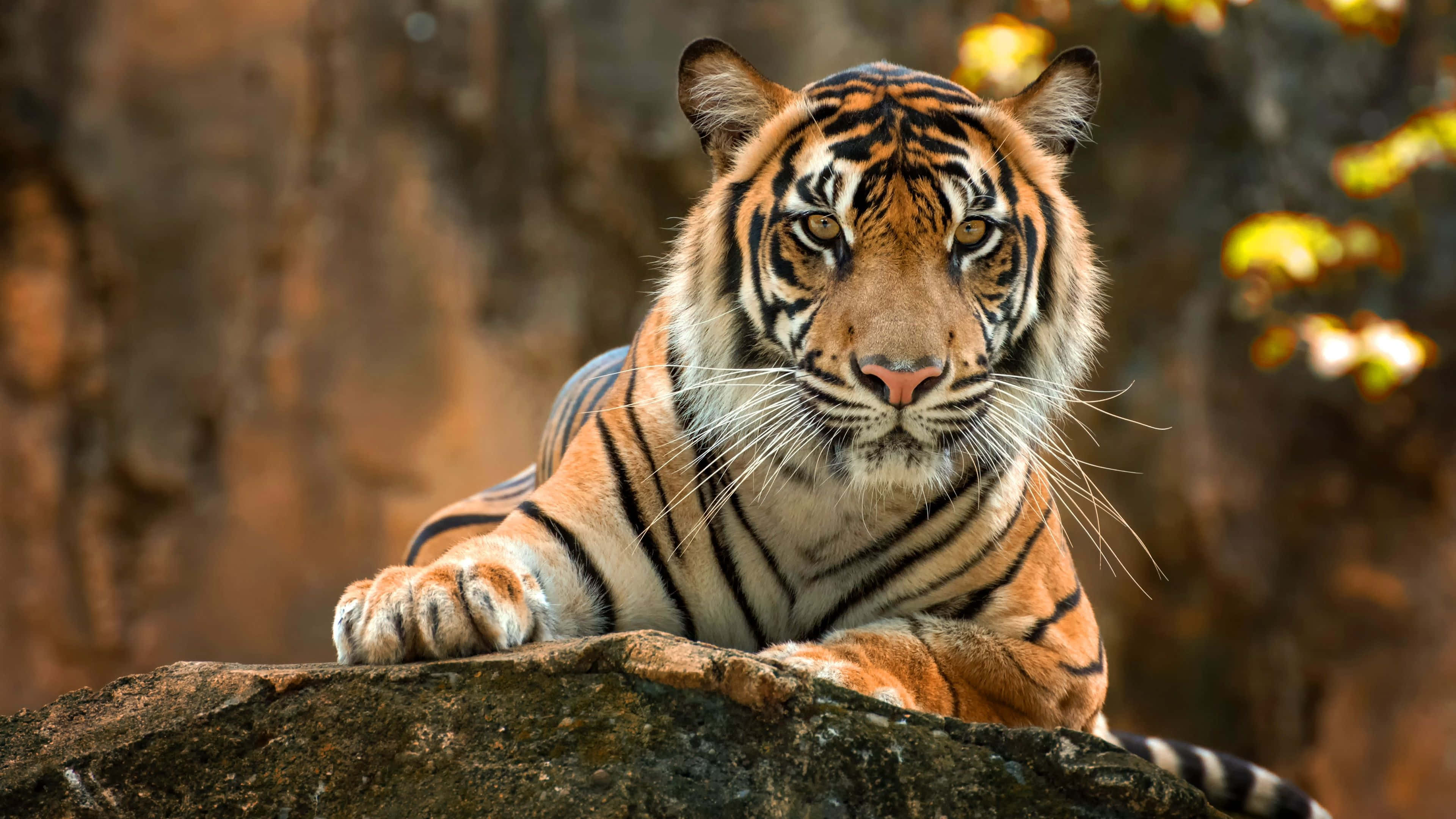 4K Animal 桌布 壁紙 — 一隻威猛的老虎在岩石上休息，金色眼睛炯炯有神，鮮豔的橙色條紋與模糊的森林背景形成對比。