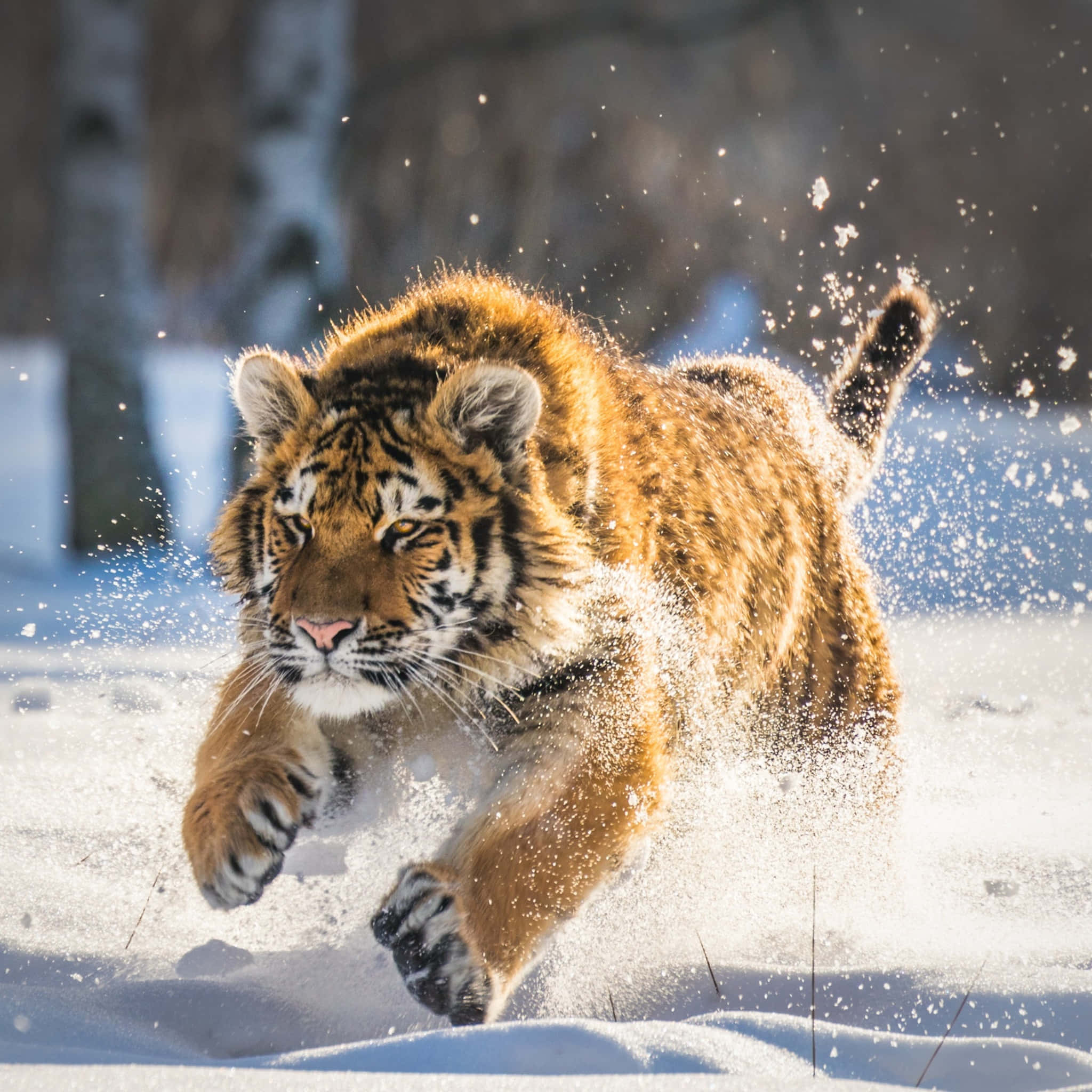 Cute Tiger 桌布 壁紙 — 一隻威猛的老虎在深雪中奔馳，在明亮的冬日陽光下濺起一片雪花。