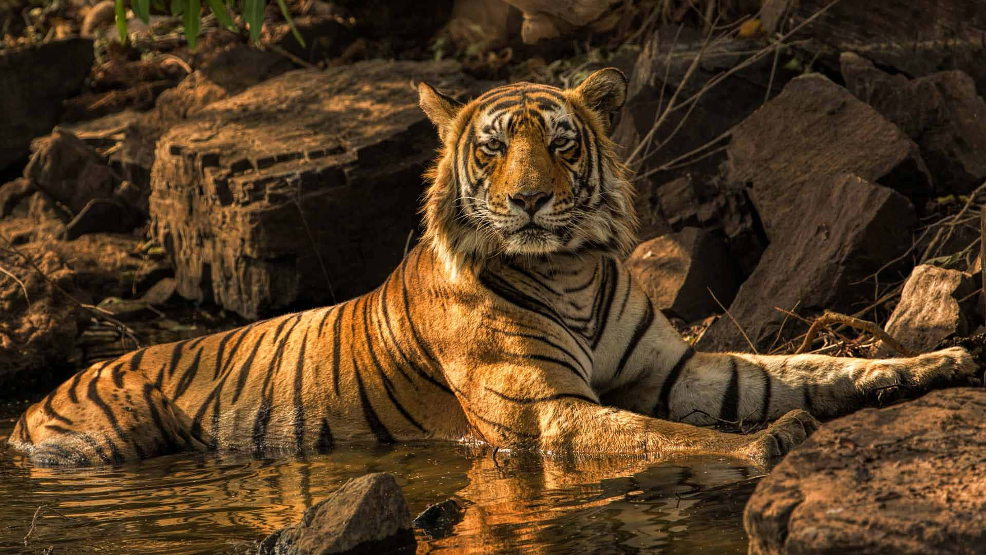 Bengal Tiger 桌布 壁紙 — 一隻威猛的老虎在淺水中休息，周圍是陽光照射的岩石和樹葉。