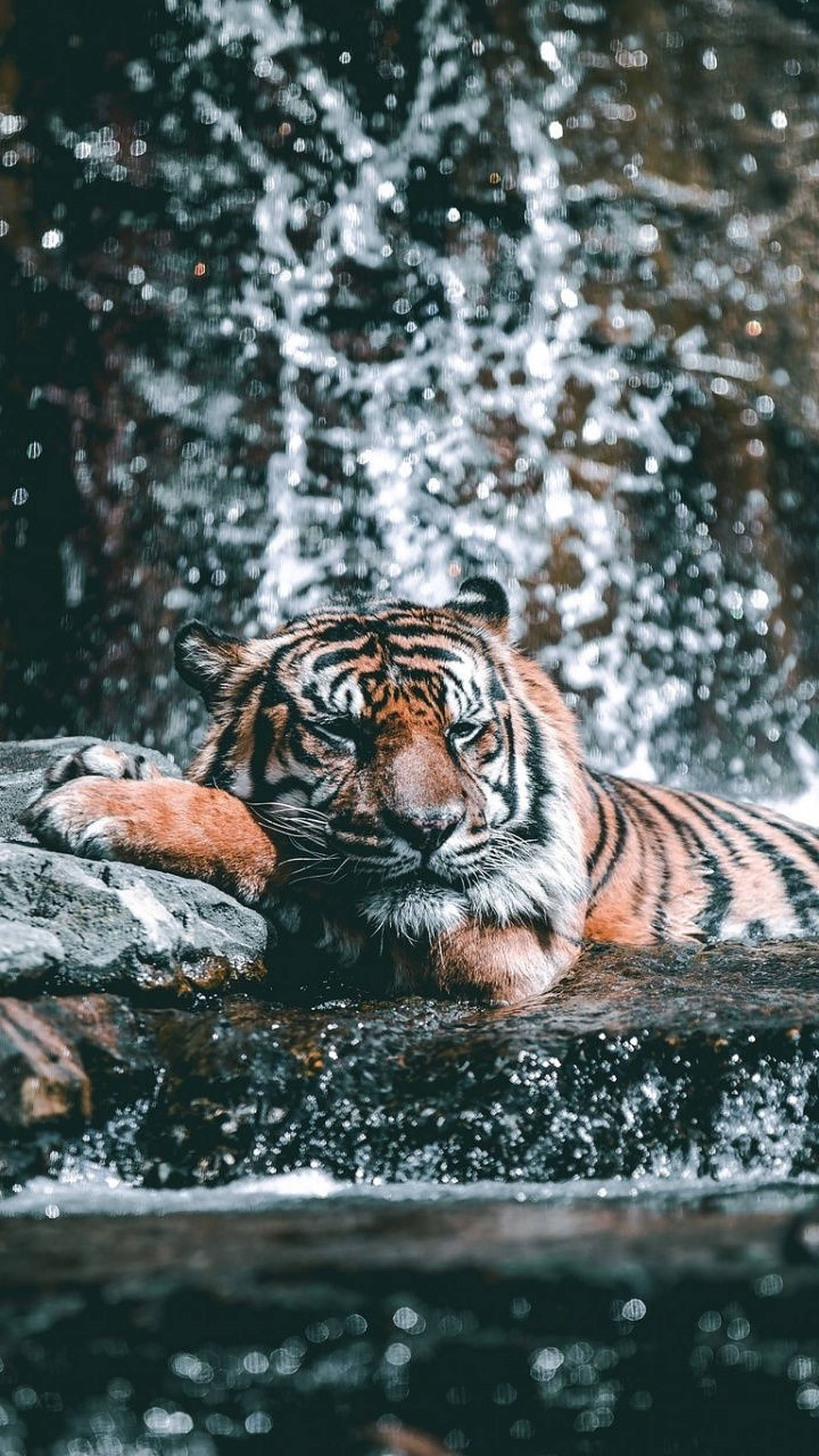 animals 桌布 壁紙 — 一隻威猛的老虎在瀑布下濕滑的岩石上平靜地休息，瀑布飛濺著閃閃發光的水珠。