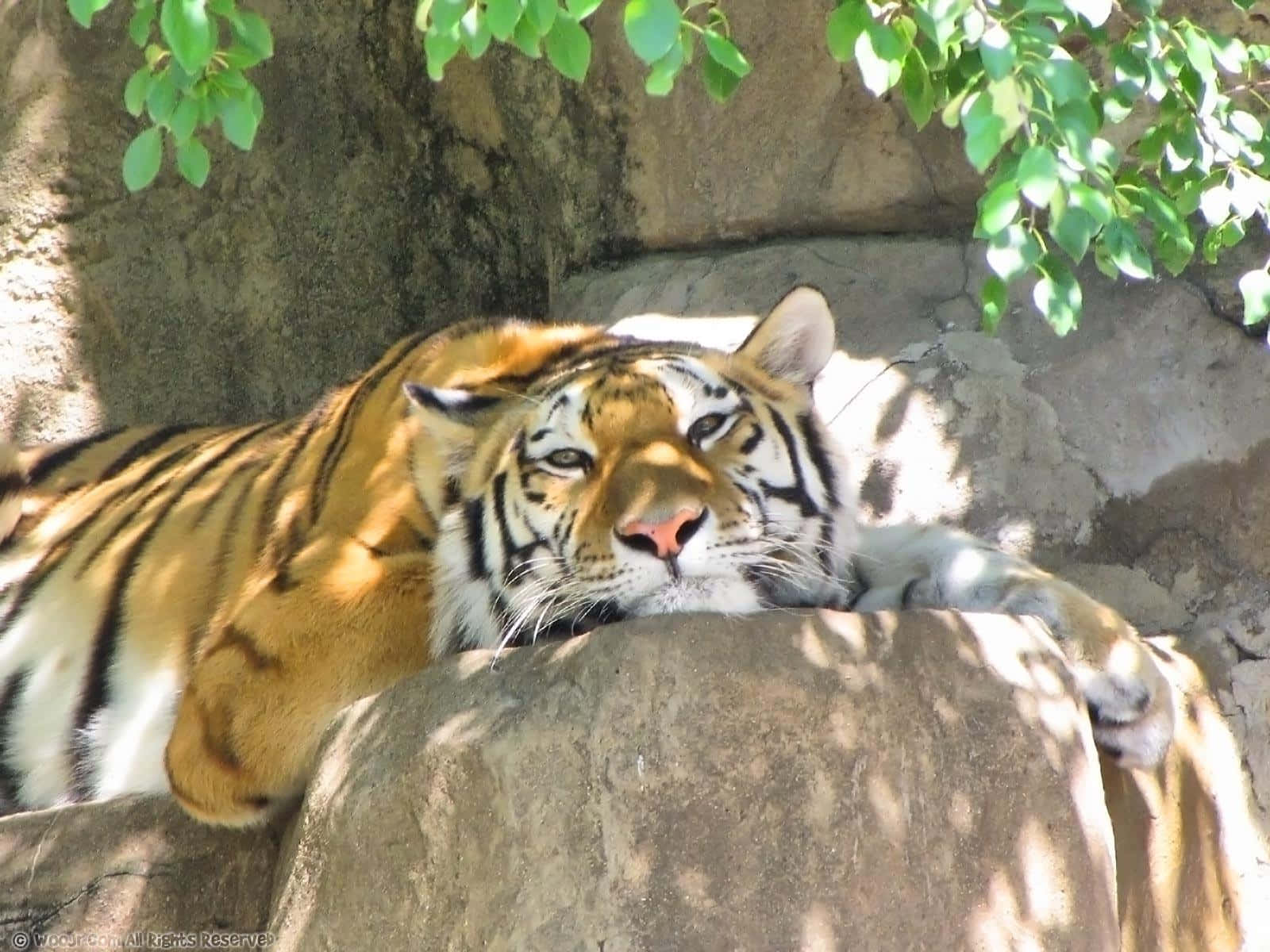 Zoo Animals 桌布 壁紙 — 一隻威猛的老虎在陽光照耀的岩石上平靜地休息，周圍是斑駁的綠葉和紋理石頭。
