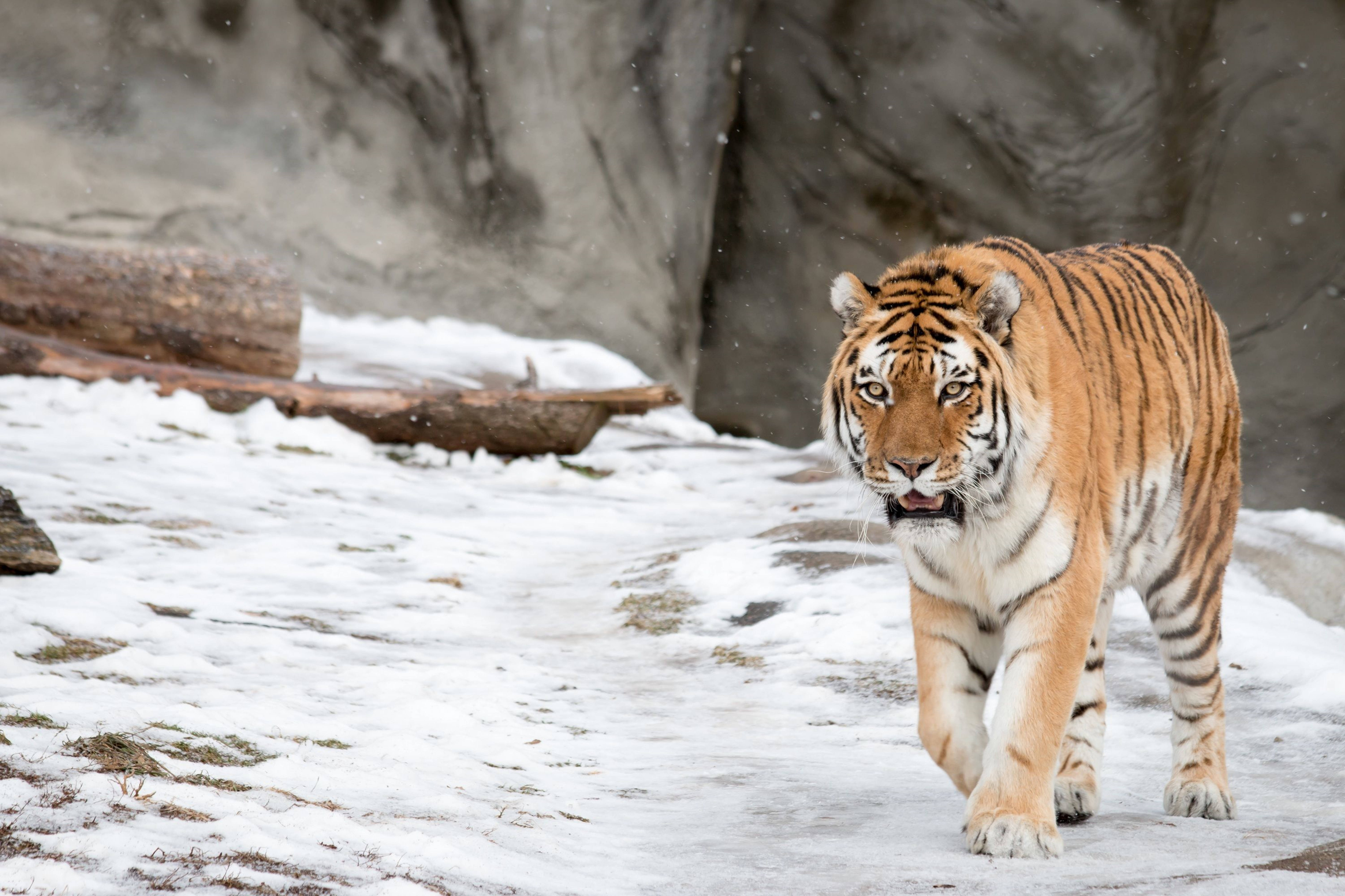 wildlife 桌布 壁紙 — 一隻威猛的老虎在雪景中向前邁步，雪花在牠周圍飄落。