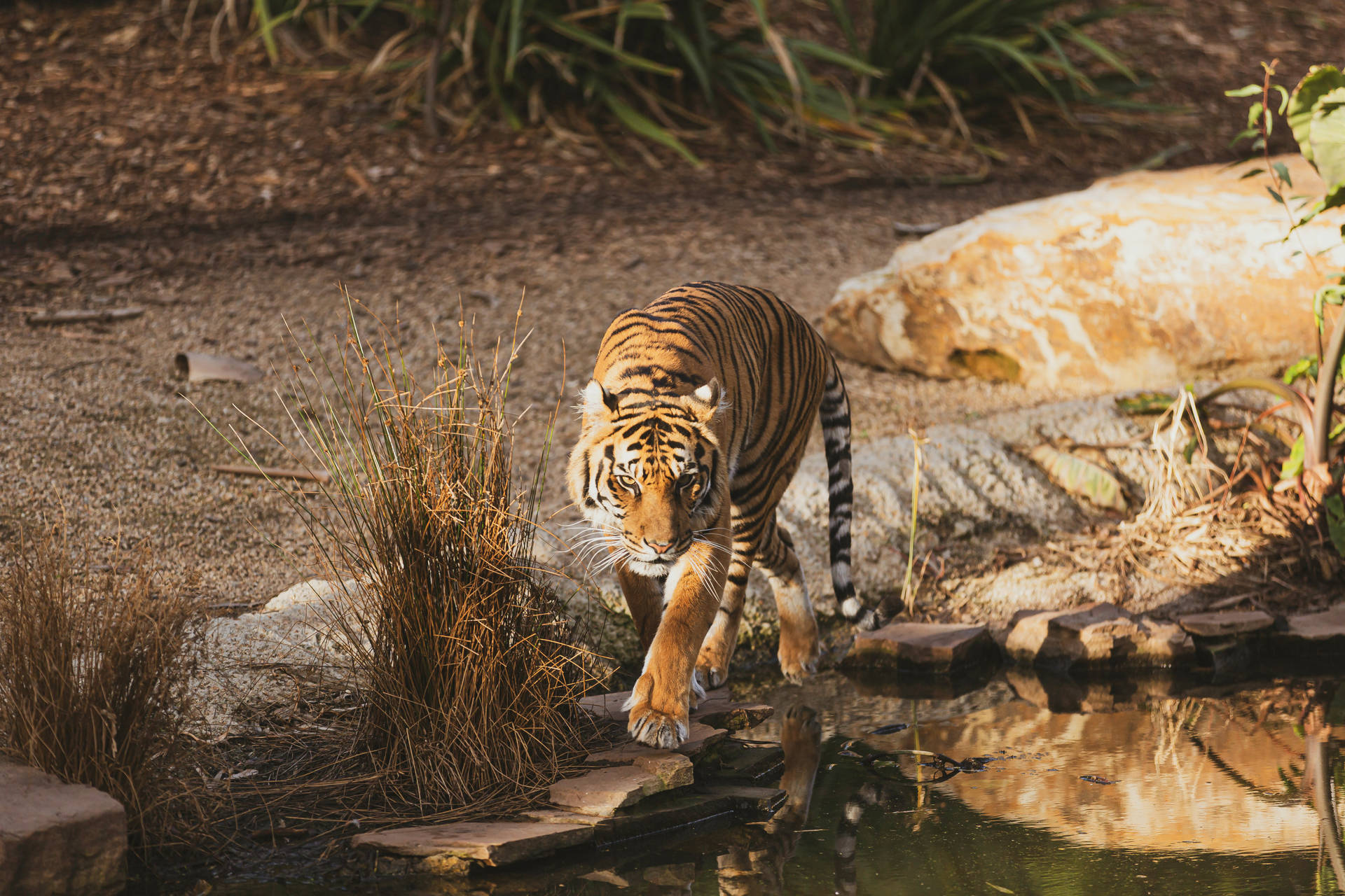 harimau 桌布 壁紙 — 一隻威猛的老虎自信地踏過淺溪上的石頭，在陽光明媚的自然棲息地中前行。