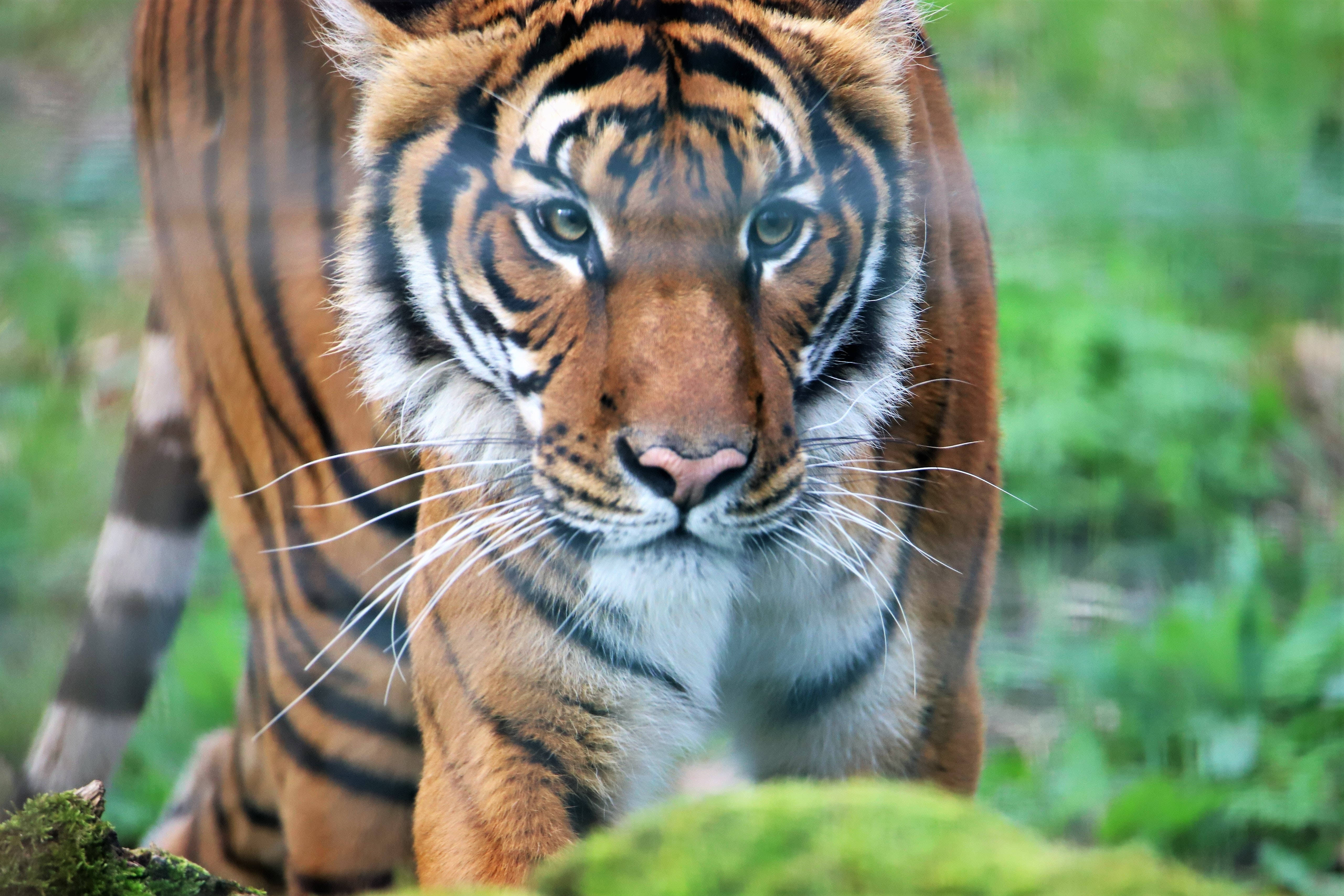 tigers 桌布 壁紙 — 一隻威猛老虎的特寫，牠有強烈的眼神和橙色條紋，在茂密的綠色森林中直視鏡頭。