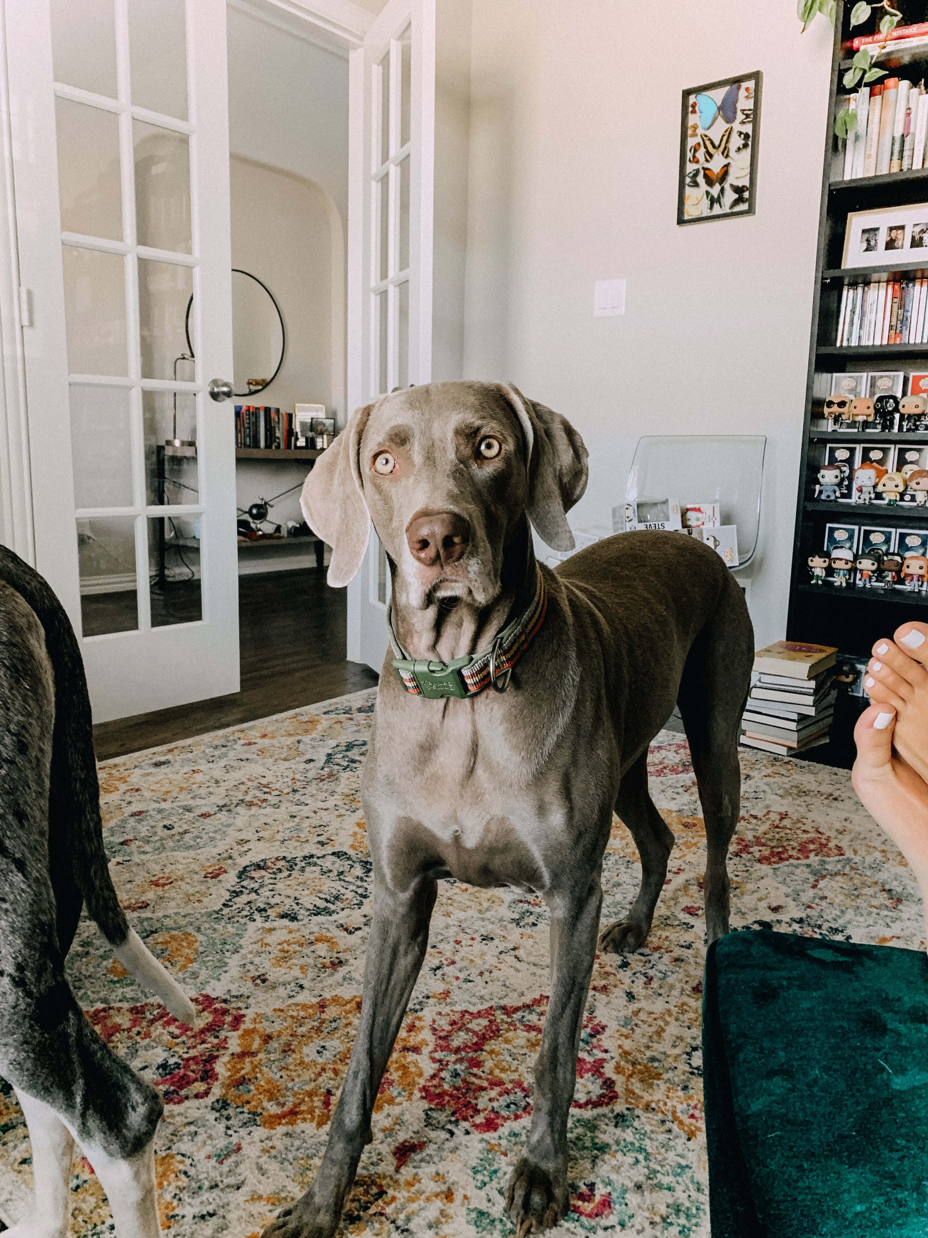 Weimaraner 桌布 壁紙 — 一隻威瑪獵犬在一個舒適的家居內，站在色彩繽紛的地毯上警覺地注視，周圍有書架和玻璃門。