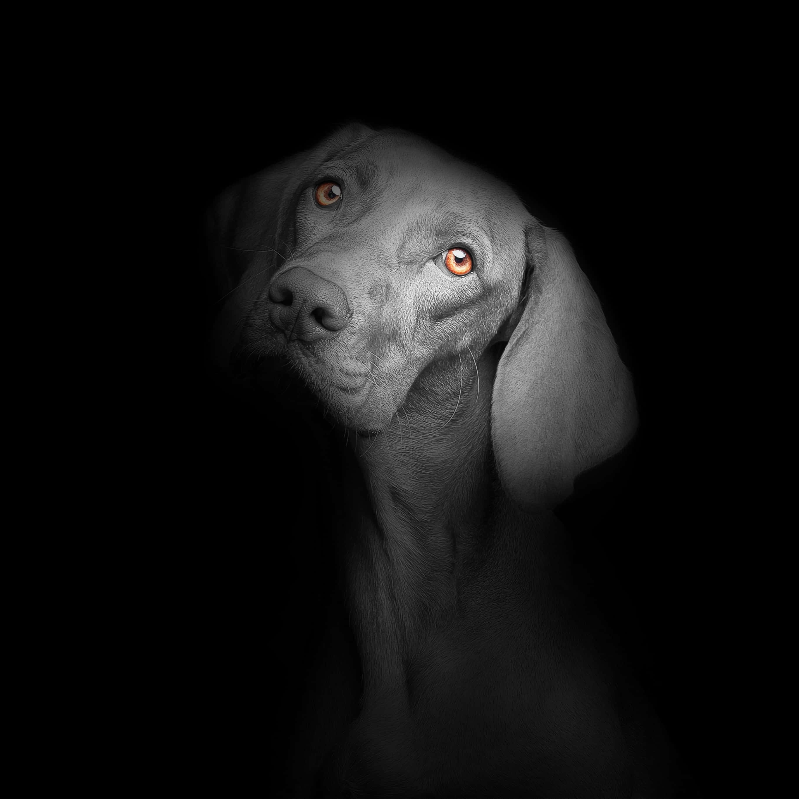狗 桌布 壁紙 — 一隻威瑪獵犬的臉從黑暗中浮現，琥珀色的眼睛閃閃發光，柔軟的灰色毛髮在戲劇性的燈光下顯現。