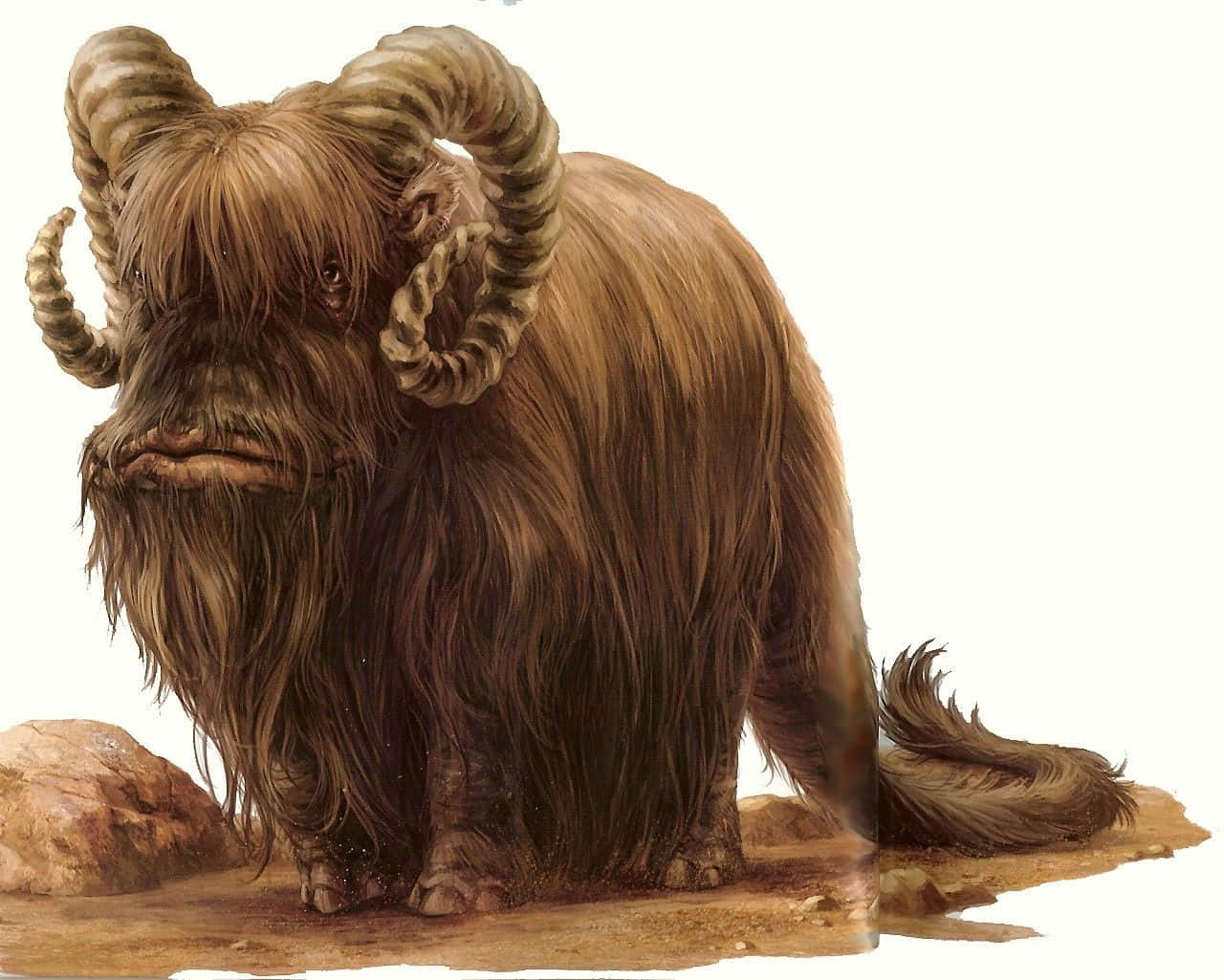 Bantha 桌布 壁紙 — 一隻威風凜凜、毛茸茸的棕色公羊，長著巨大的螺旋角，莊嚴地站在岩石地形上，背景是純白色。