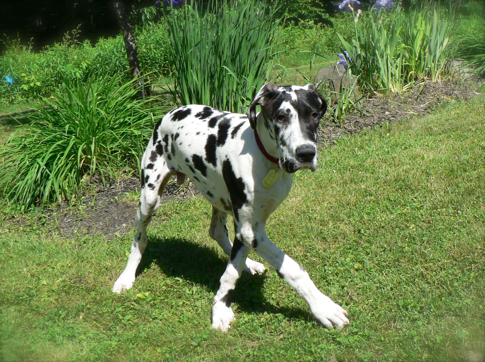 Great Dane Puppies 桌布 壁紙 — 一隻威風凜凜的大丹犬，身上有黑白斑點，在明亮的陽光下，警覺地站在鮮綠的草地上，旁邊是高高的觀賞草。
