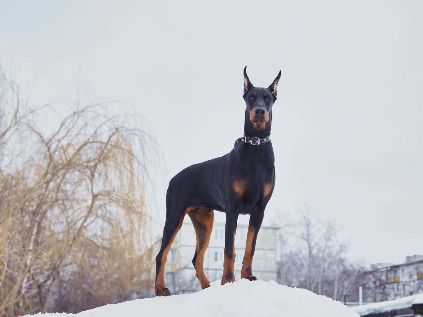 Doberman 桌布 壁紙 — 一隻威風凜凜的杜賓犬警覺地站在雪堆上，背景是蒼白的冬日天空、光禿的樹木和遠處的建築物。