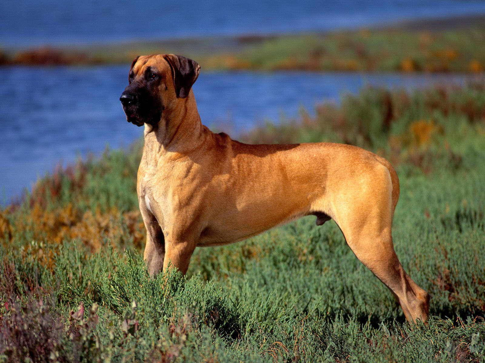Big Dog 桌布 壁紙 — 一隻威風凜凜的淺黃褐色大丹犬在鮮綠色和橙色的草地上警覺地站立，旁邊是平靜的藍色湖泊，在明亮的日光下。