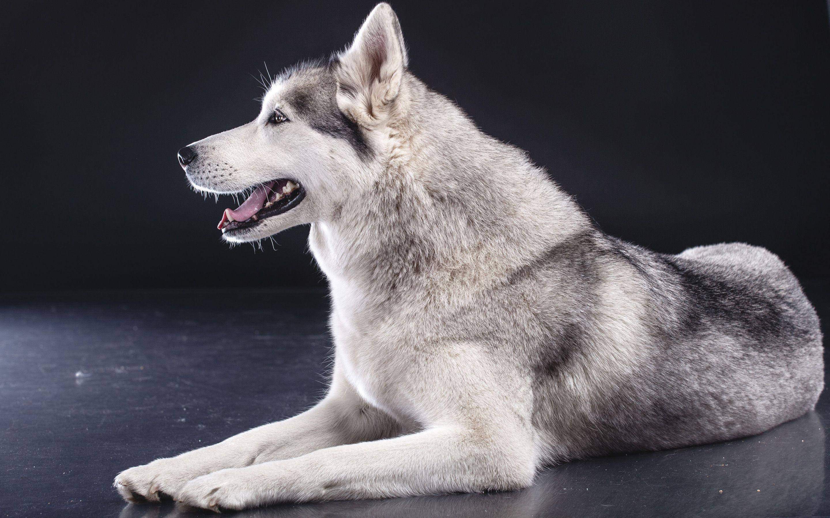 Dogs 桌布 壁紙 — 一隻威風凜凜的灰白色哈士奇放鬆地躺在黑色背景前的深色反光表面上，嘴巴微微張開，表情平靜。