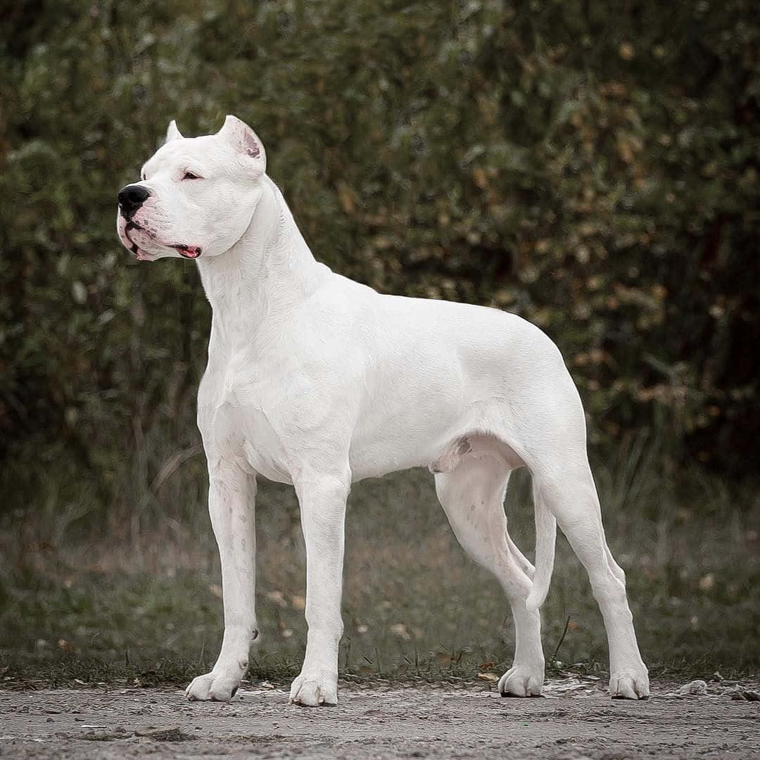Dogo Argentino 桌布 壁紙 — 一隻威風凜凜的白狗警覺地站在碎石路上，身後是模糊的綠色樹葉。