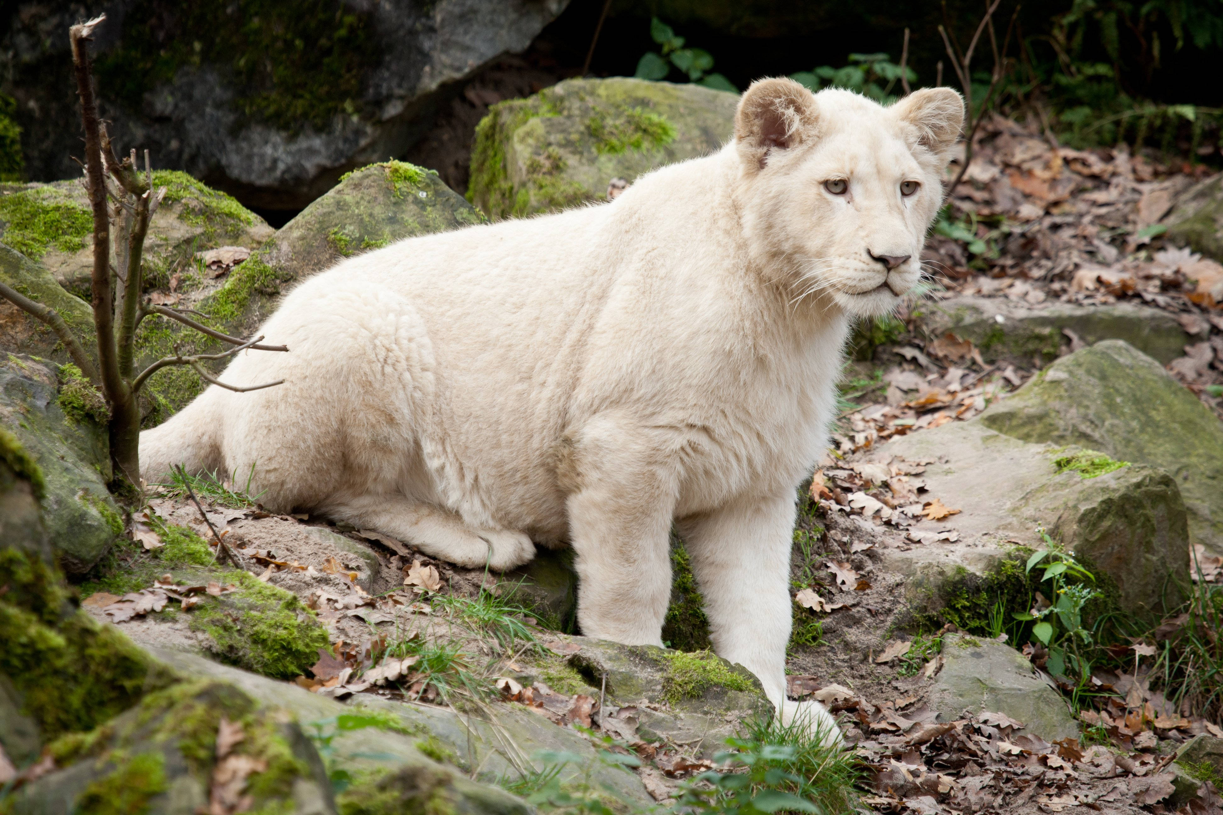 White Lion 桌布 壁紙 — 一隻威風凜凜的白獅子幼崽警覺地坐在森林地區長滿苔蘚的石頭和落葉之間。