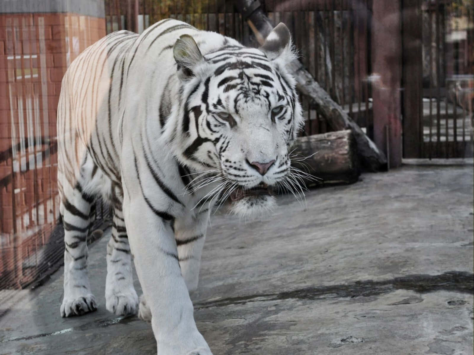 Zoo Animal 桌布 壁紙 — 一隻威風凜凜的白虎在混凝土圍欄內，周圍有木柵欄和圓木，專注地向前邁步。