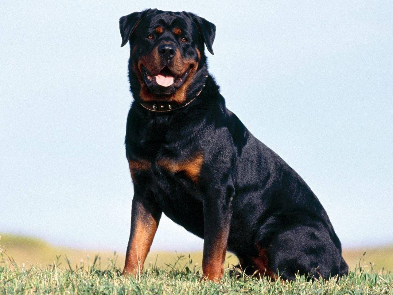 Big Dog 桌布 壁紙 — 一隻威風凜凜的羅威納犬警覺地坐在草地上，背後是明亮的天空，伸出舌頭，眼神溫暖。