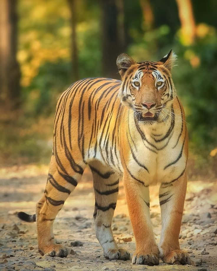 Wildlife Conservation 桌布 壁紙 — 一隻威風凜凜的老虎警覺地站在森林小徑上，沐浴在穿過樹木的金色陽光中。