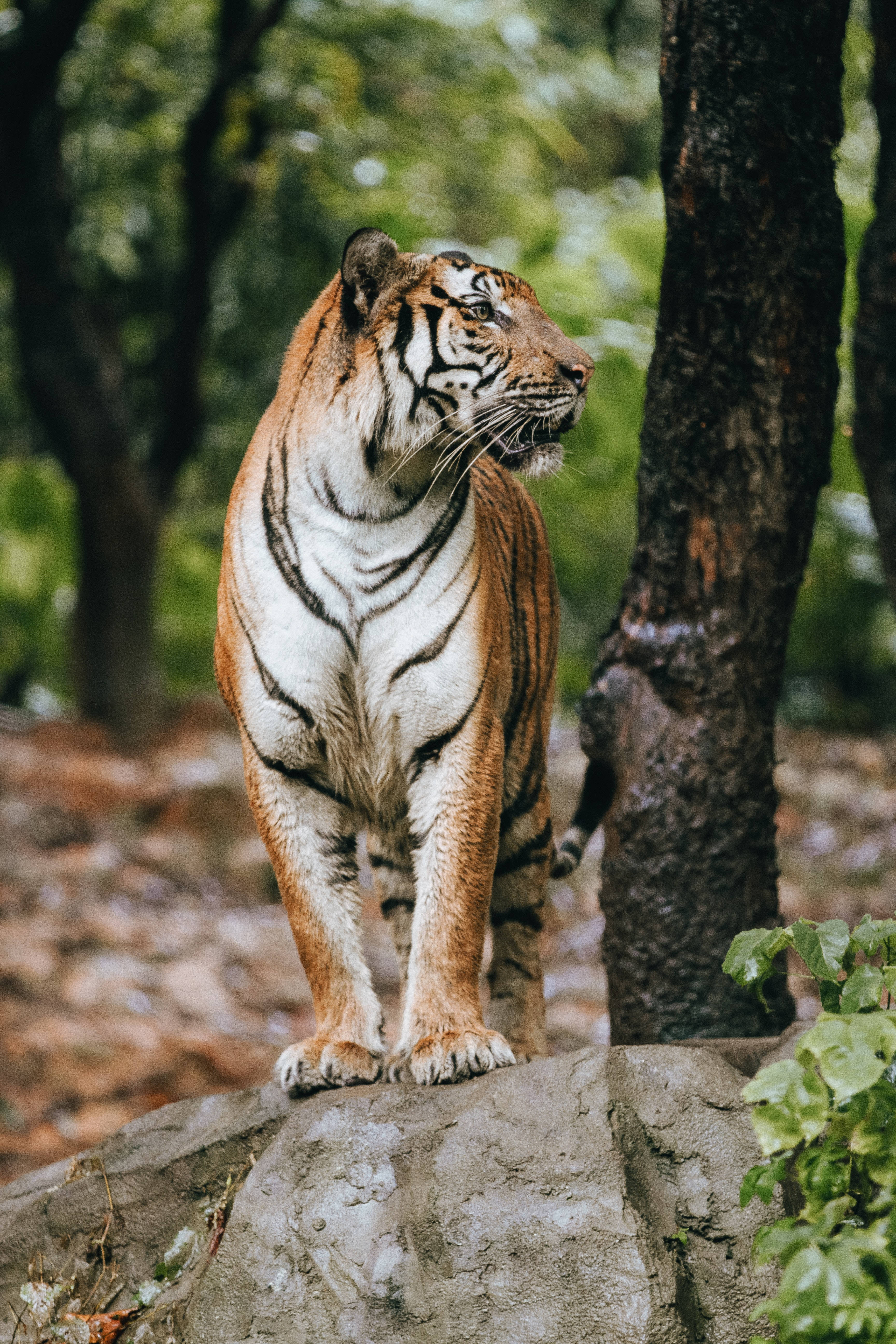 Tiger iPhone 桌布 壁紙 — 一隻威風凜凜的老虎警覺地站在茂密綠色森林中一塊長滿苔蘚的岩石上，其橙色和黑色條紋在斑駁的陽光下顯得格外鮮明。