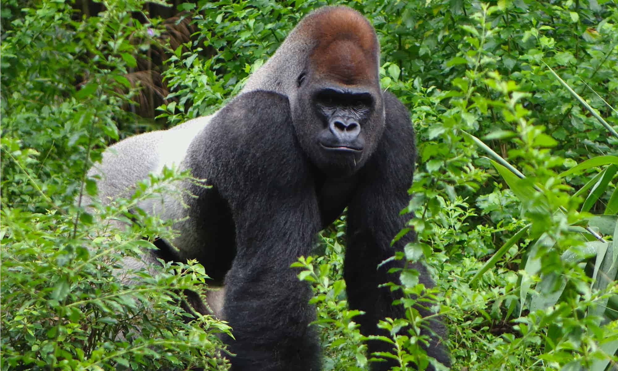 Gorilla 桌布 壁紙 — 一隻威風凜凜的銀背大猩猩，頭頂有紅褐色冠毛，在茂密的綠色叢林中專注地凝視著。