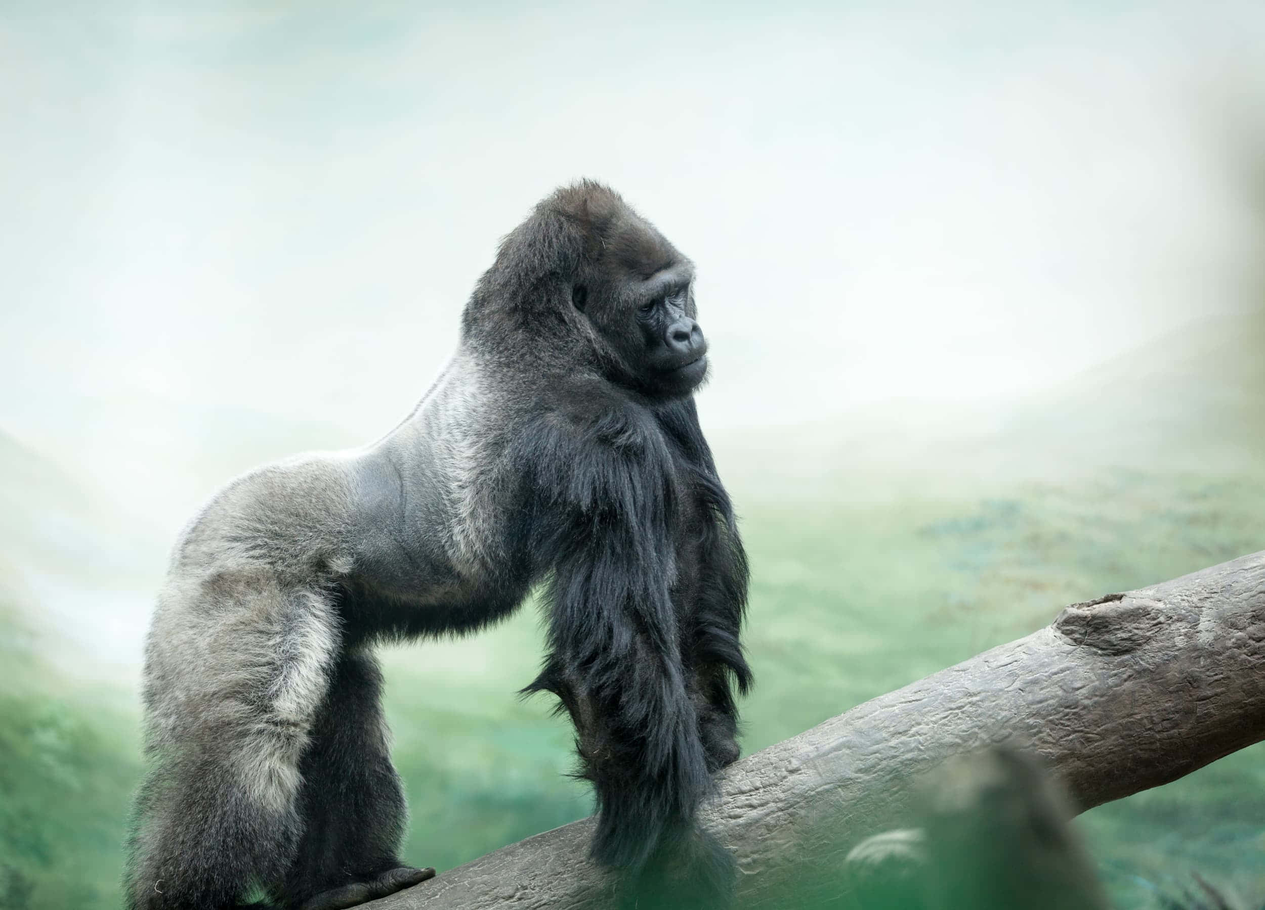 Best Gorilla 桌布 壁紙 — 一隻威風凜凜的銀背大猩猩站在粗樹枝上，背景是柔和的霧氣森林。