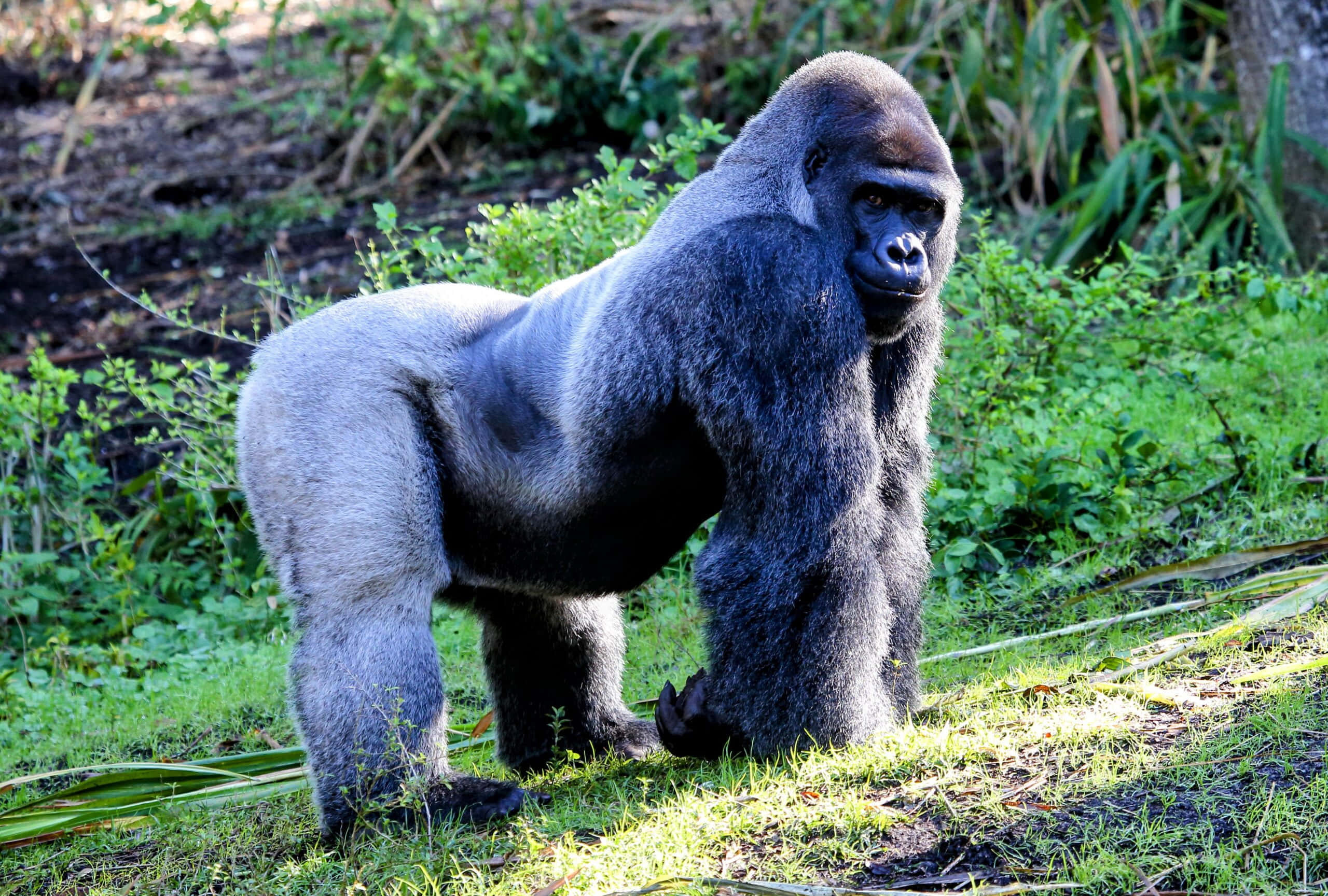 Gorilla 桌布 壁紙 — 一隻威風凜凜的銀背大猩猩站在陽光普照的森林空地中，周圍是茂密的綠色樹葉。