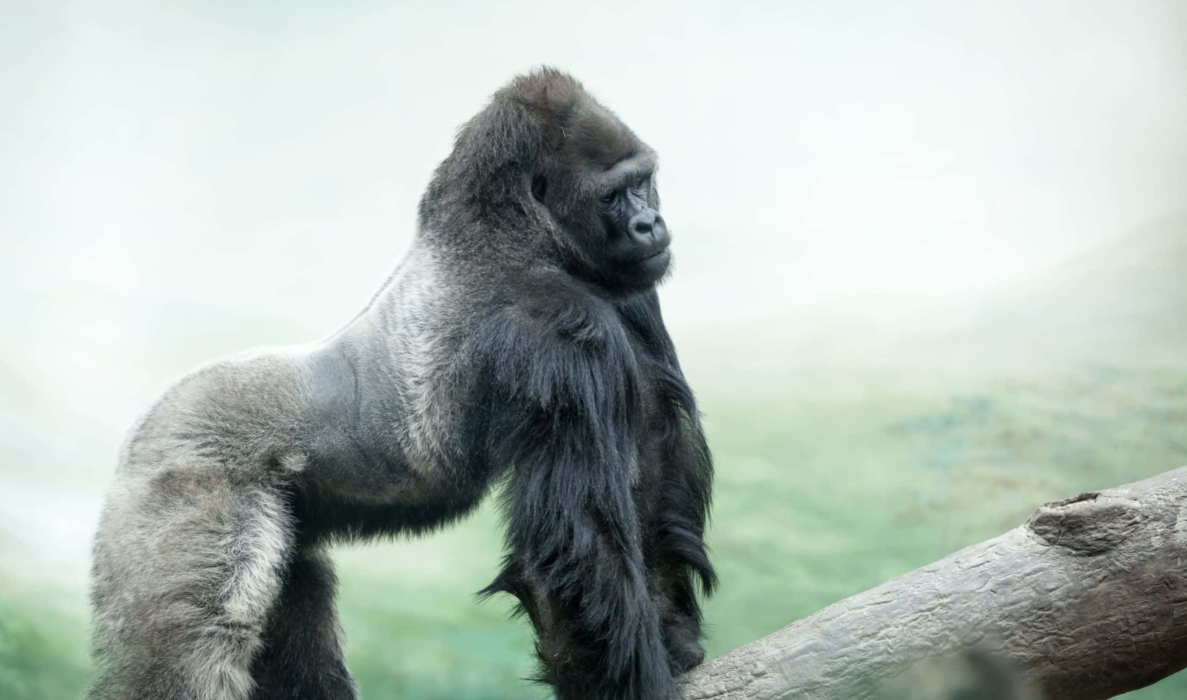 2440x1440 Gorilla 桌布 壁紙 — 一隻威風凜凜的銀背大猩猩高高站在風化的木頭上，若有所思地凝視著迷霧遠方。