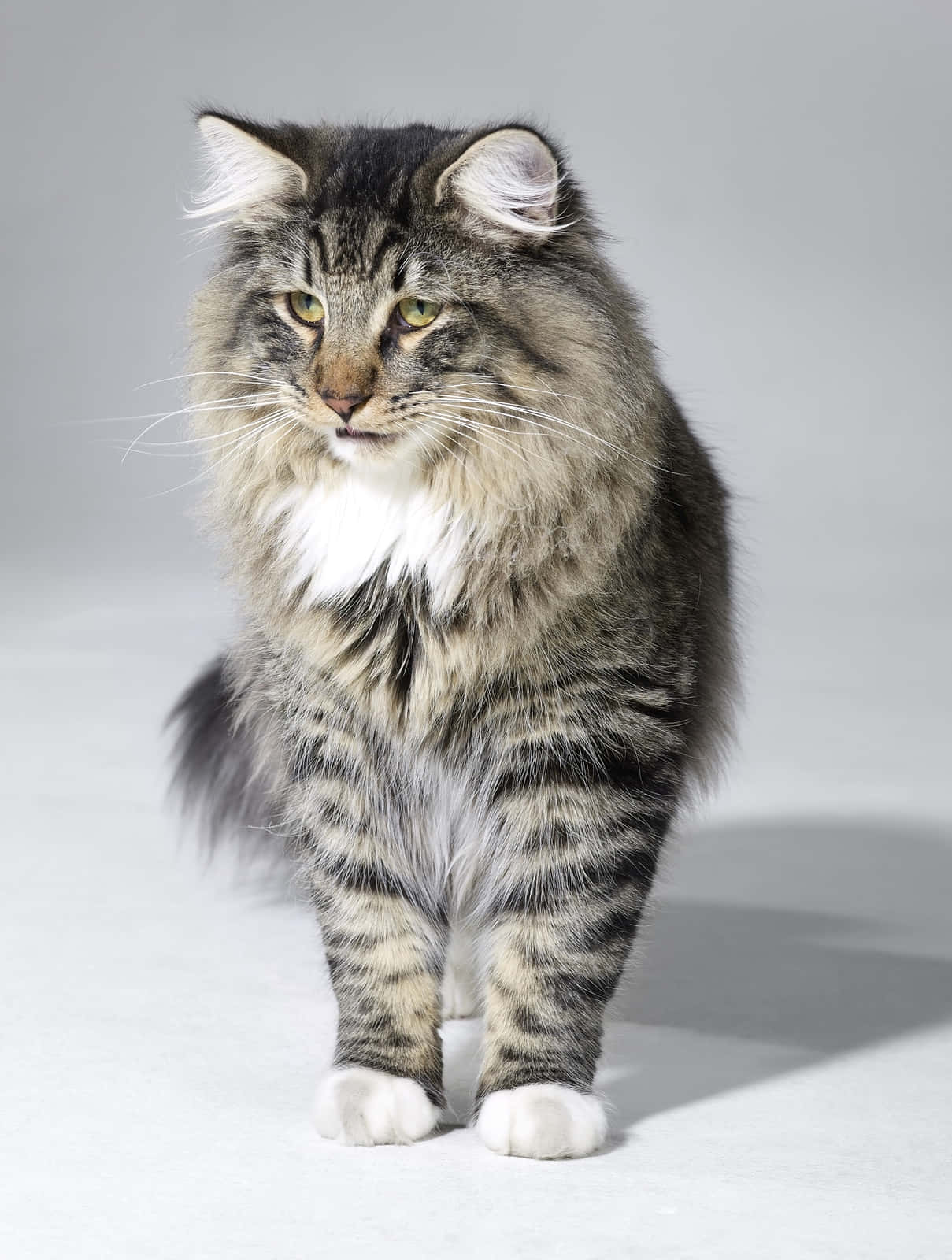 Norwegian Forest Cat 桌布 壁紙 — 一隻威風凜凜的長毛虎斑貓，擁有引人注目的綠色眼睛，在純灰色工作室背景前擺出姿勢。