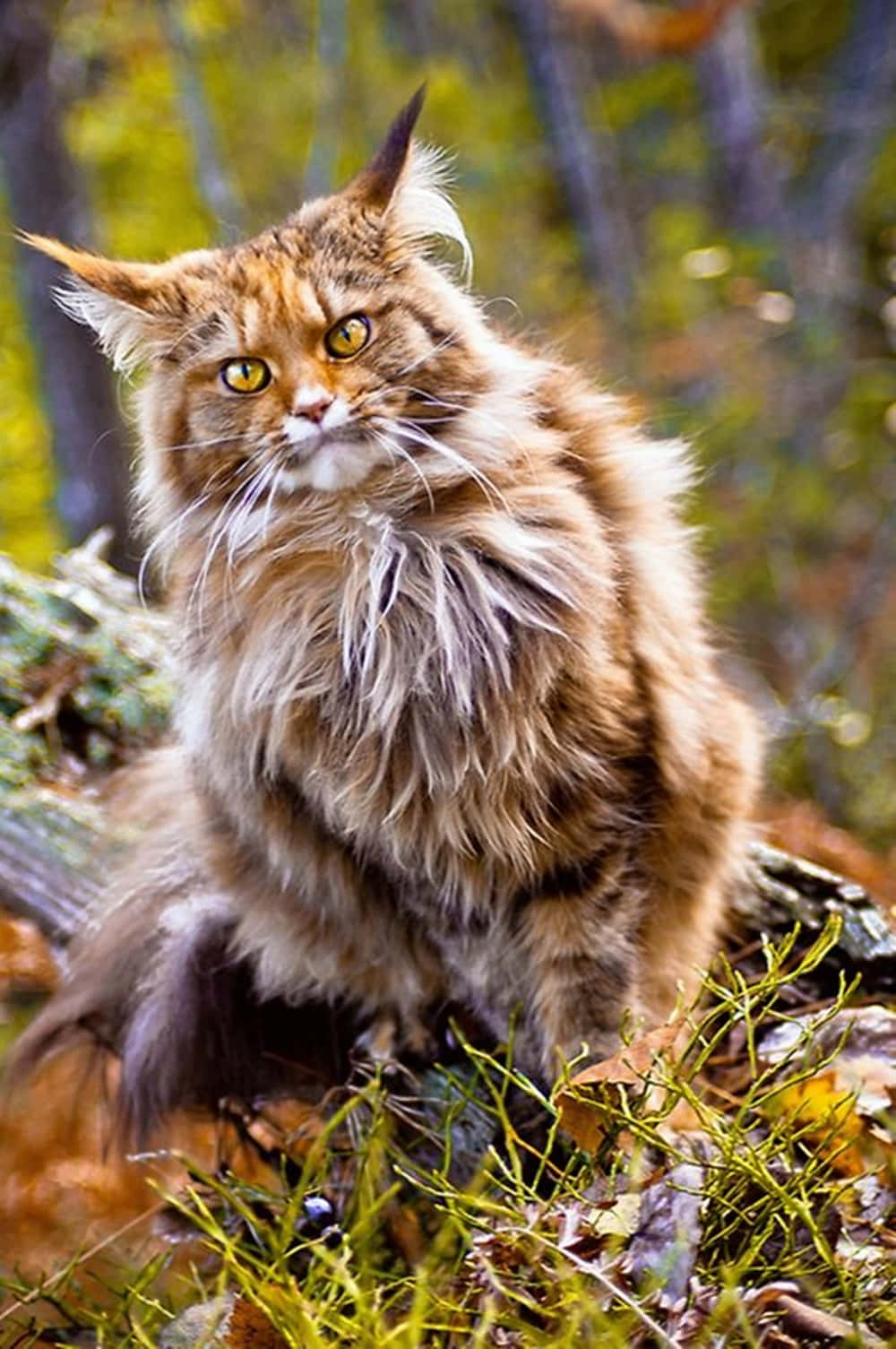 Norwegian Forest Cat 桌布 壁紙 — 一隻威風凜凜的長毛貓，擁有銳利的黃色眼睛，警覺地坐在陽光普照的森林中，周圍環繞著秋葉和苔蘚。