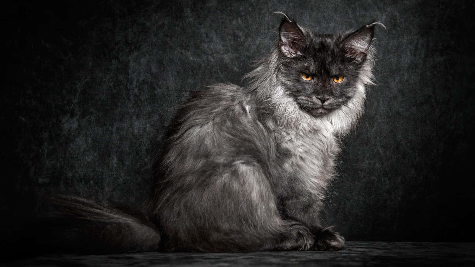 Maine Coon 桌布 壁紙 — 一隻威風凜凜的長毛貓，擁有銳利的橙色眼睛，在深色紋理背景前擺出姿勢。