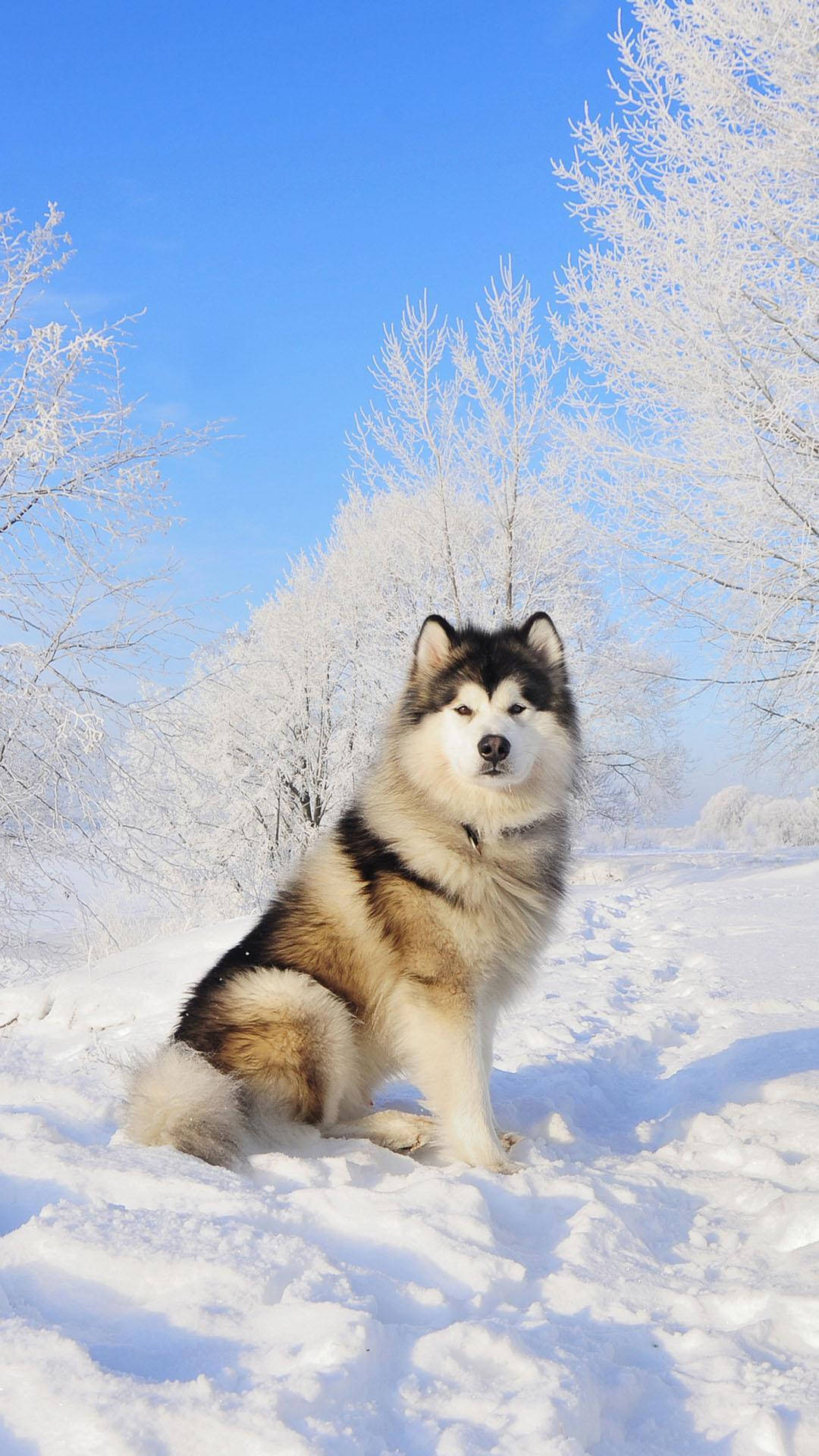 狗 桌布 壁紙 — 一隻威風凜凜的阿拉斯加雪橇犬在深雪中端坐，周圍是結霜的樹木，頭頂是清澈的藍天。