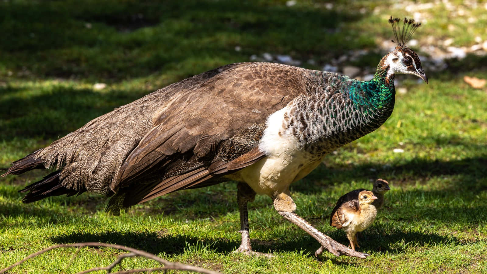 Peahen 桌布 壁紙 — 一隻孔雀媽媽自信地走過陽光普照的草地，她的小雛鳥緊緊跟在後面。