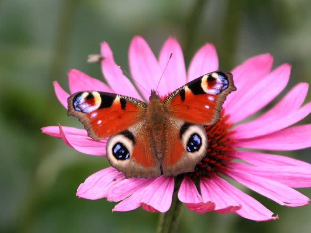 Emerging Butterfly 桌布 壁紙 — 一隻孔雀蝴蝶，帶有鮮豔的橙色、藍色和黑色眼斑，輕輕停在一朵亮粉色的紫錐花上，背景是柔和的綠色模糊效果。