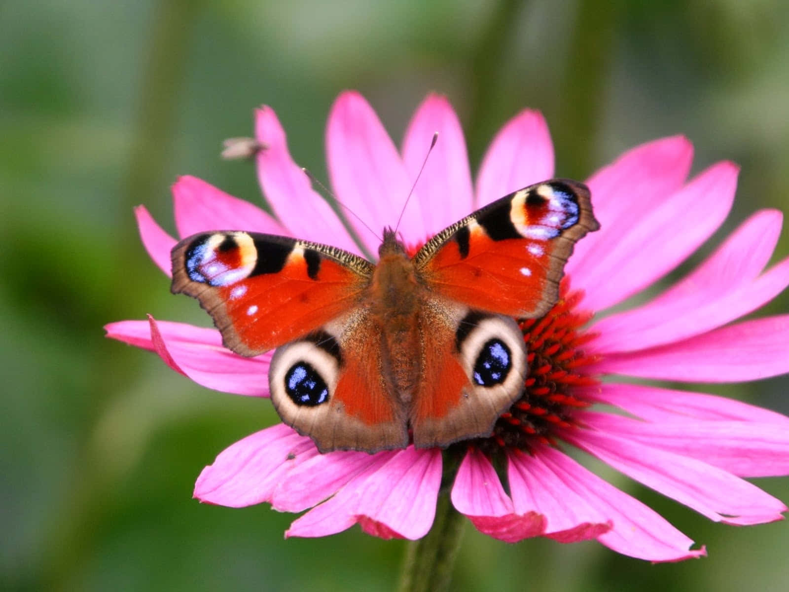 Butterfly Species 桌布 壁紙 — 一隻孔雀蝴蝶，帶有鮮豔的橙色、藍色和黑色眼斑，輕柔地停在一朵亮粉色的紫錐花上，背景是柔和的綠色模糊背景。