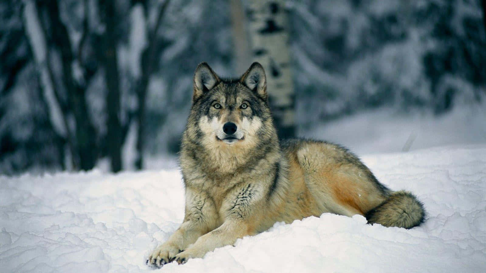 Gray Wolf 桌布 壁紙 — 一隻孤狼在深雪中警覺地休息，背景是白雪覆蓋的樹木。