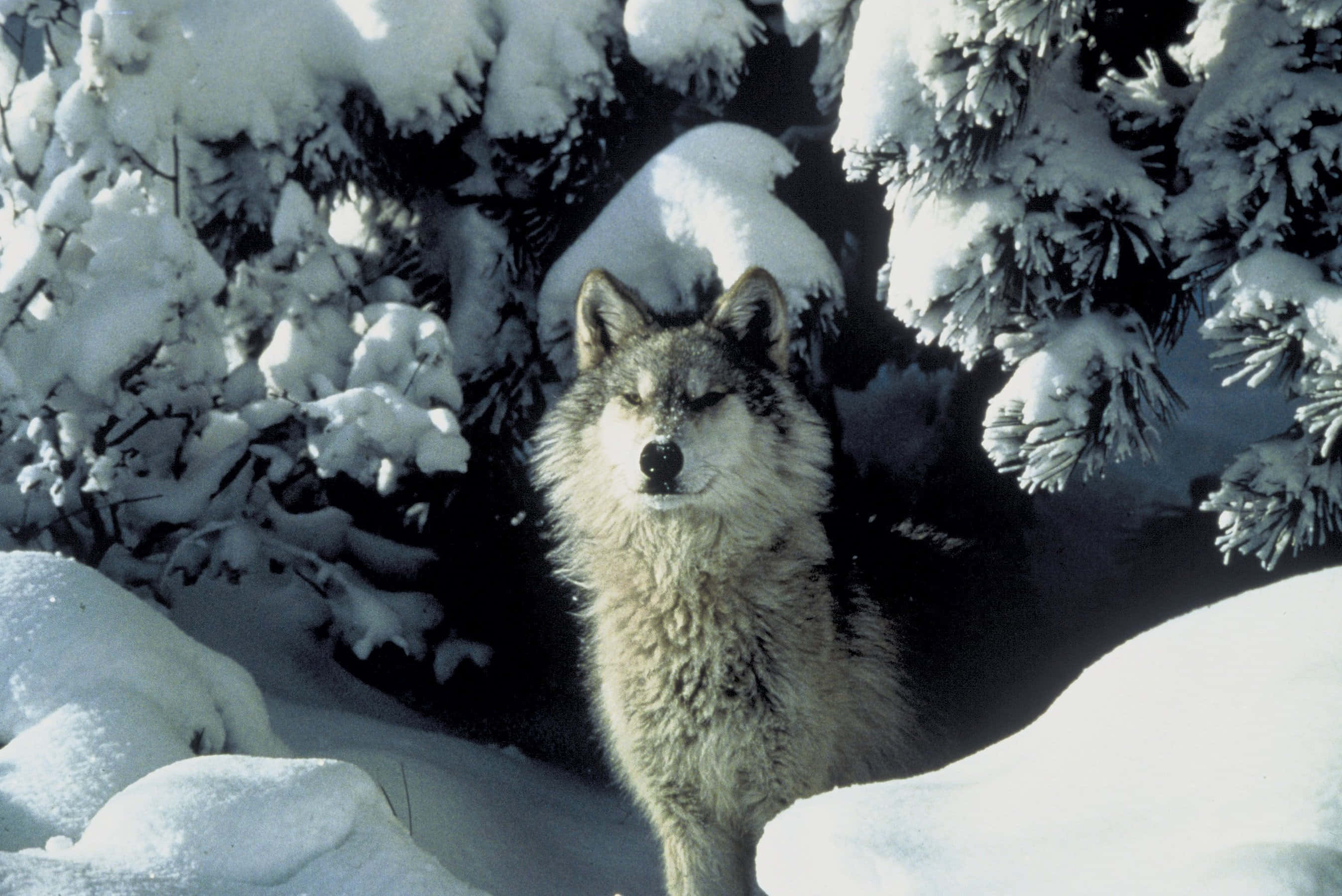狼 桌布 壁紙 — 一隻孤狼在雪地森林中警覺地站立，周圍是白雪覆蓋的常綠樹枝，在明亮的日光下。