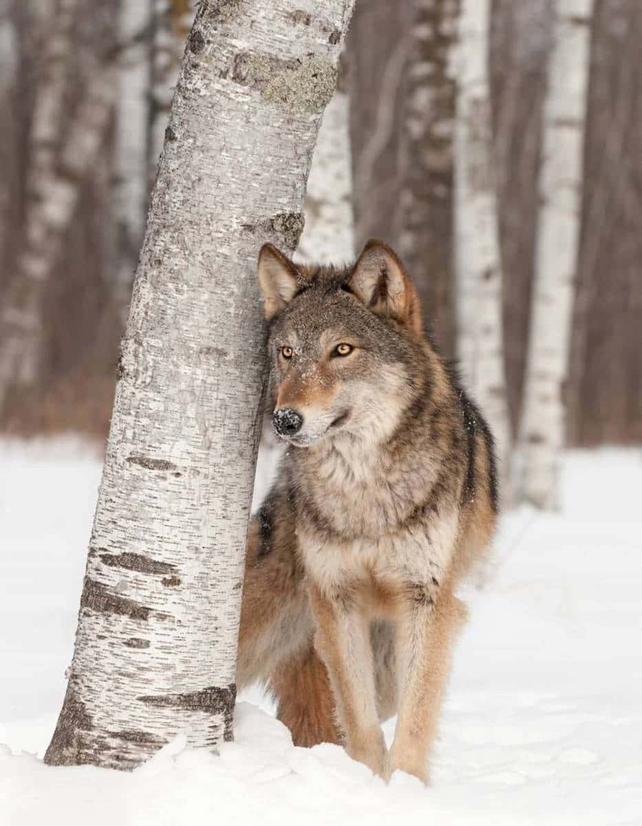 Beautiful Wolf 桌布 壁紙 — 一隻孤狼在雪地森林中警覺地站立，旁邊是一棵樹皮白色帶有深色斑紋的白樺樹。