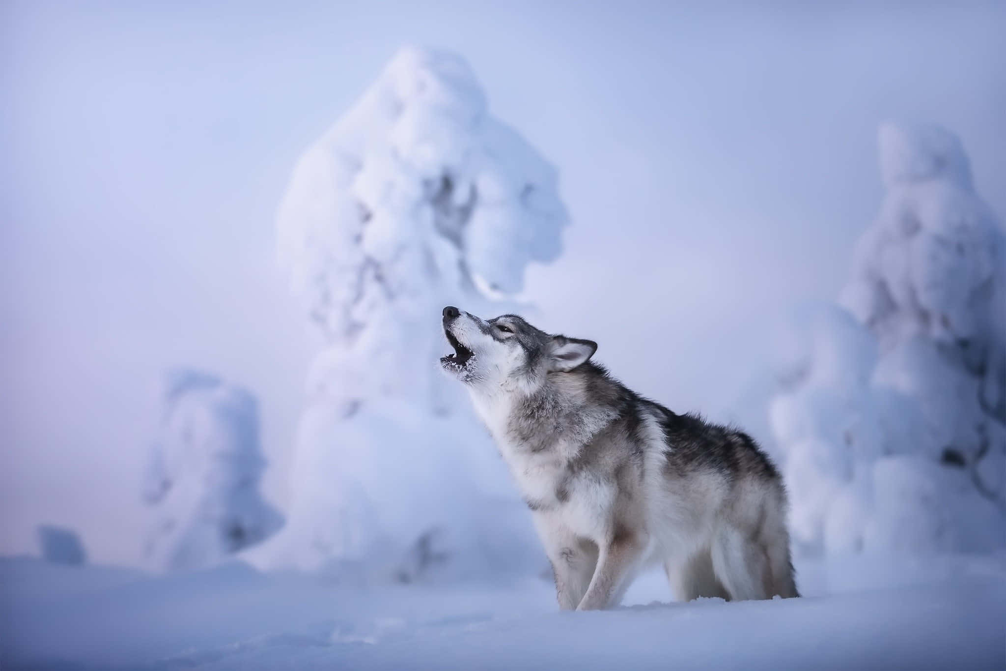 Wolf In Winter 桌布 壁紙 — 一隻孤狼在雪景背景下，對著淡藍色的天空，在結霜的樹木旁嚎叫。