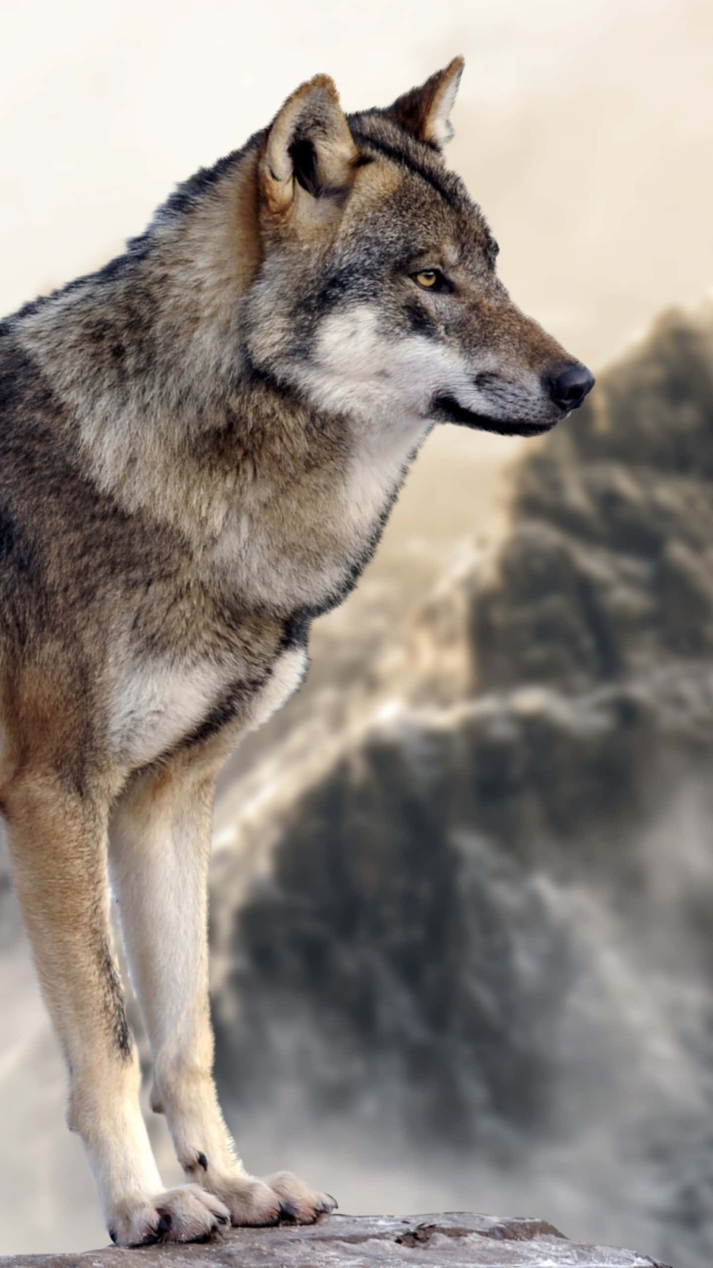 Wolf In Mountains 桌布 壁紙 — 一隻孤狼警覺地站在岩石露頭上，俯瞰著崎嶇山景中霧氣瀰漫的瀑布。