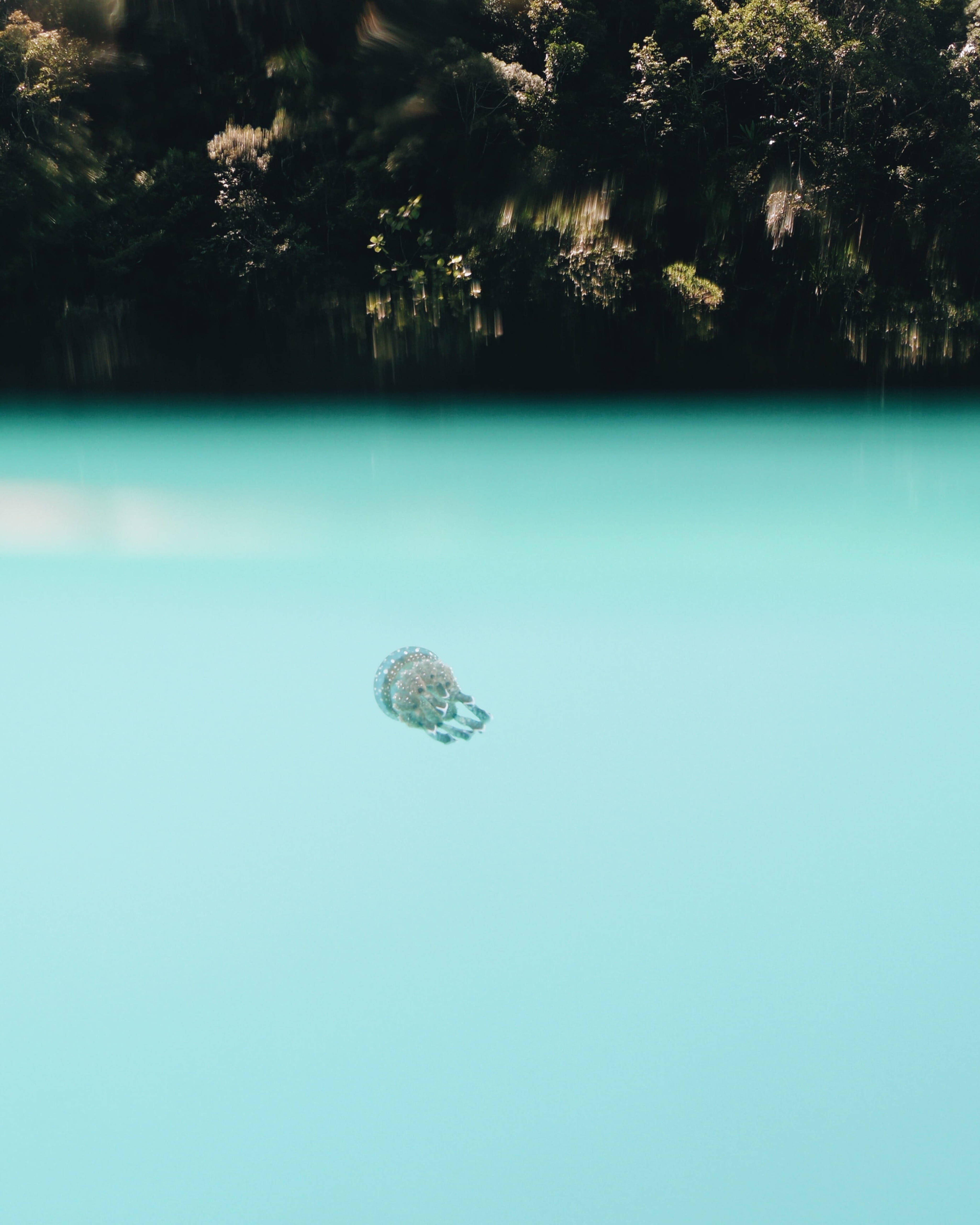 Siargao 桌布 壁紙 — 一隻孤獨的水母在清澈碧綠的水中寧靜地漂浮，上方是茂密的綠色樹冠。