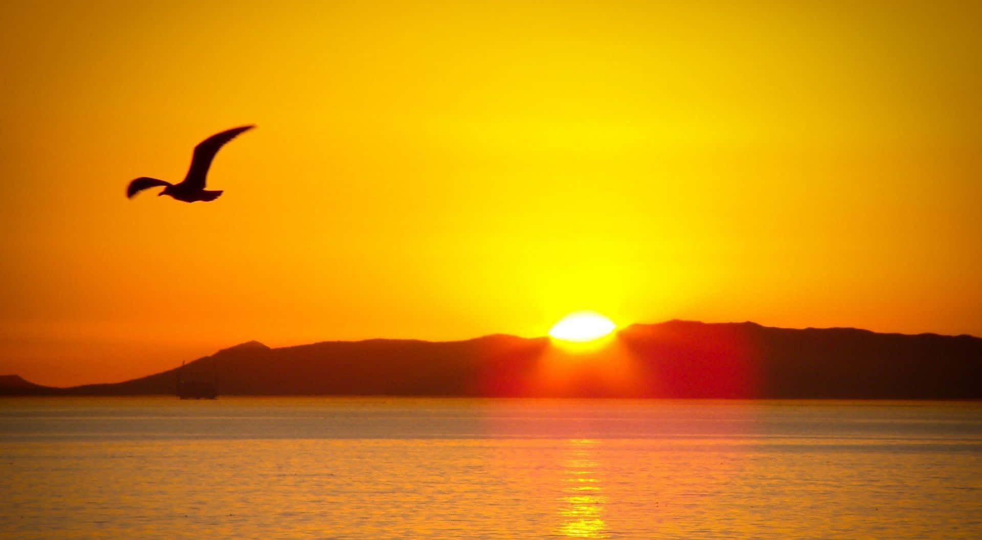 太陽 桌布 壁紙 — 一隻孤獨的海鷗在平靜的水面上，對著火紅的橙色夕陽翱翔，遠方有山丘。
