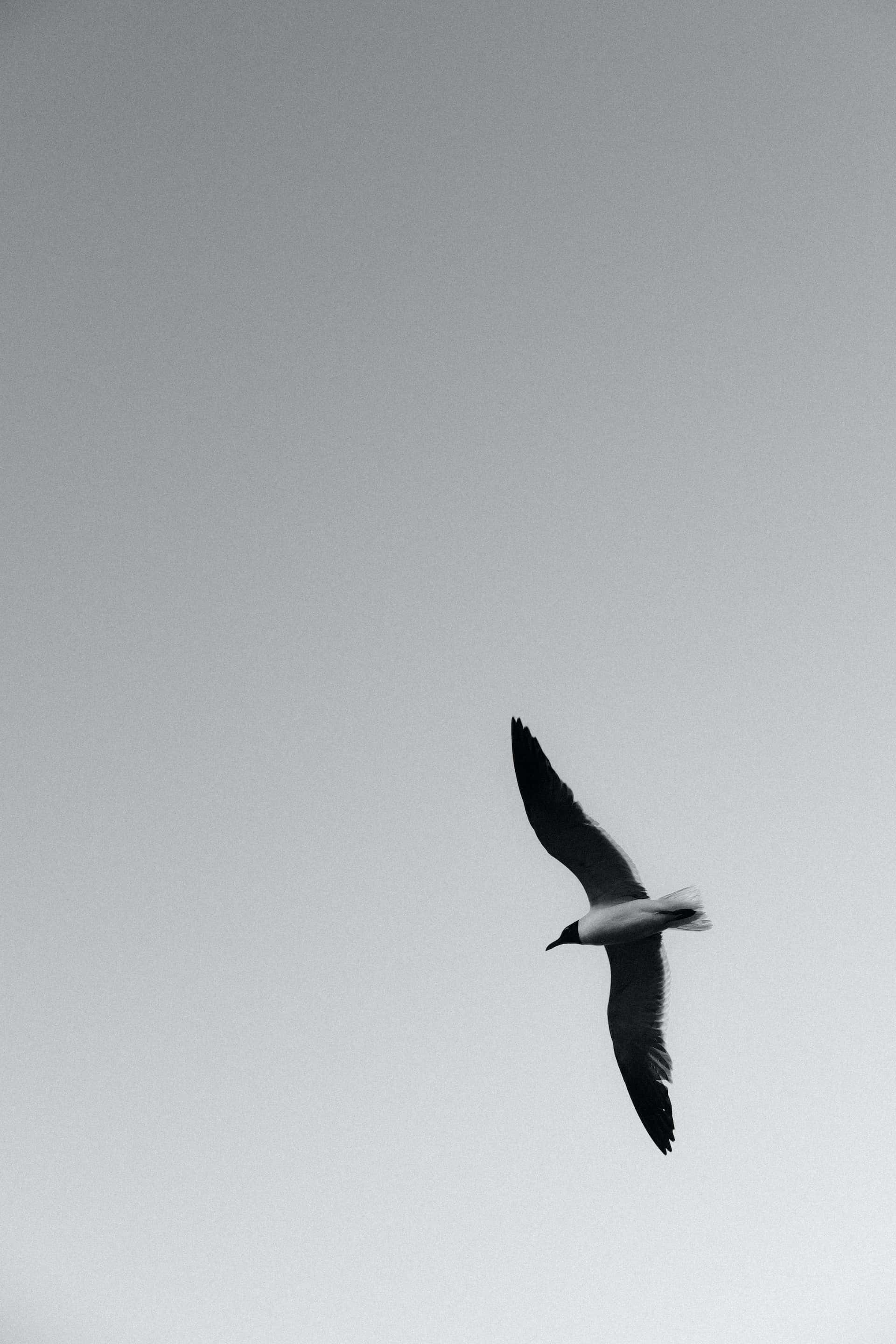 Black And White Animal 桌布 壁紙 — 一隻孤獨的海鷗在廣闊的單色天空中優雅地翱翔，構成極簡的黑白畫面。
