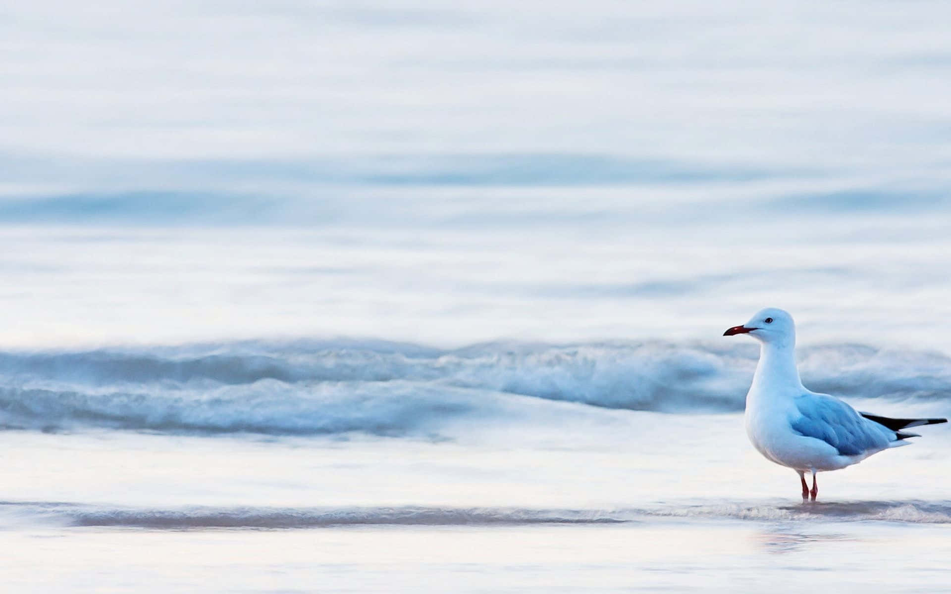 Seagull 桌布 壁紙 — 一隻孤獨的海鷗站在水邊，溫柔的波浪在柔和的藍天下翻滾。