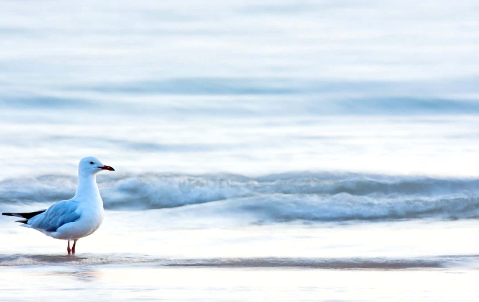 Seagull 桌布 壁紙 — 一隻孤獨的海鷗站在淺水中，溫柔的海浪在柔和的藍天下翻滾。
