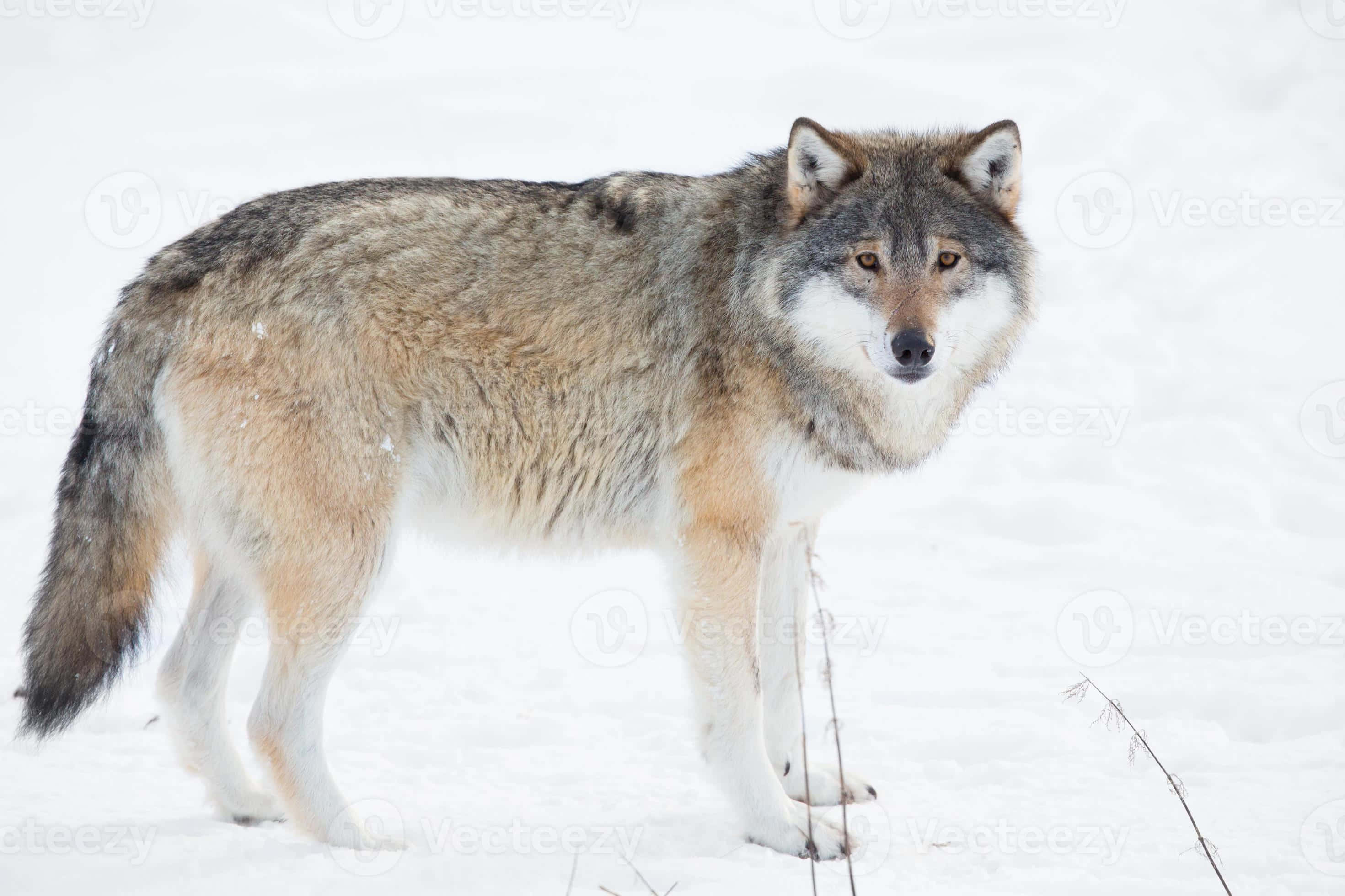 Wolf In Snow 桌布 壁紙 — 一隻孤獨的灰狼在深雪中警覺地站立，其皮毛帶有灰褐色和白色的斑點，映襯著嚴酷的冬季背景。